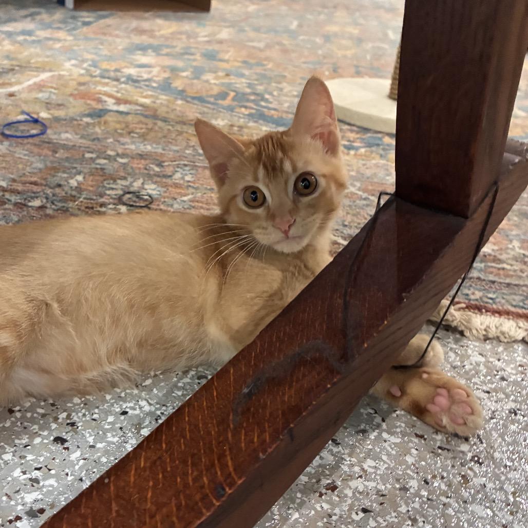 Pepper, a Adoptable Domestic Medium Hair in Mondovi, WI image 4/4