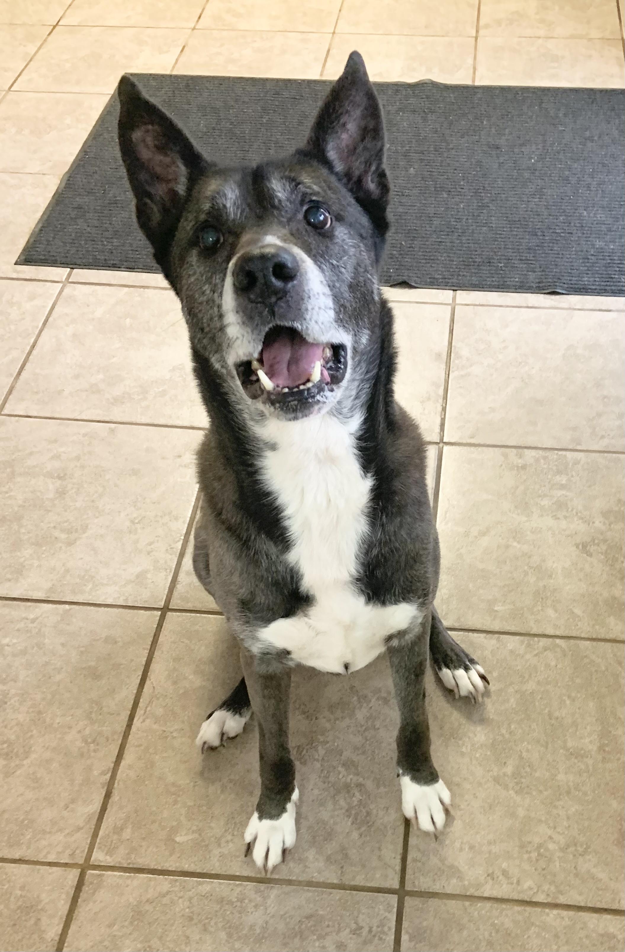 Enlarge Bently, a ADOPTABLE mixed breed in Massena, NY image 1/1