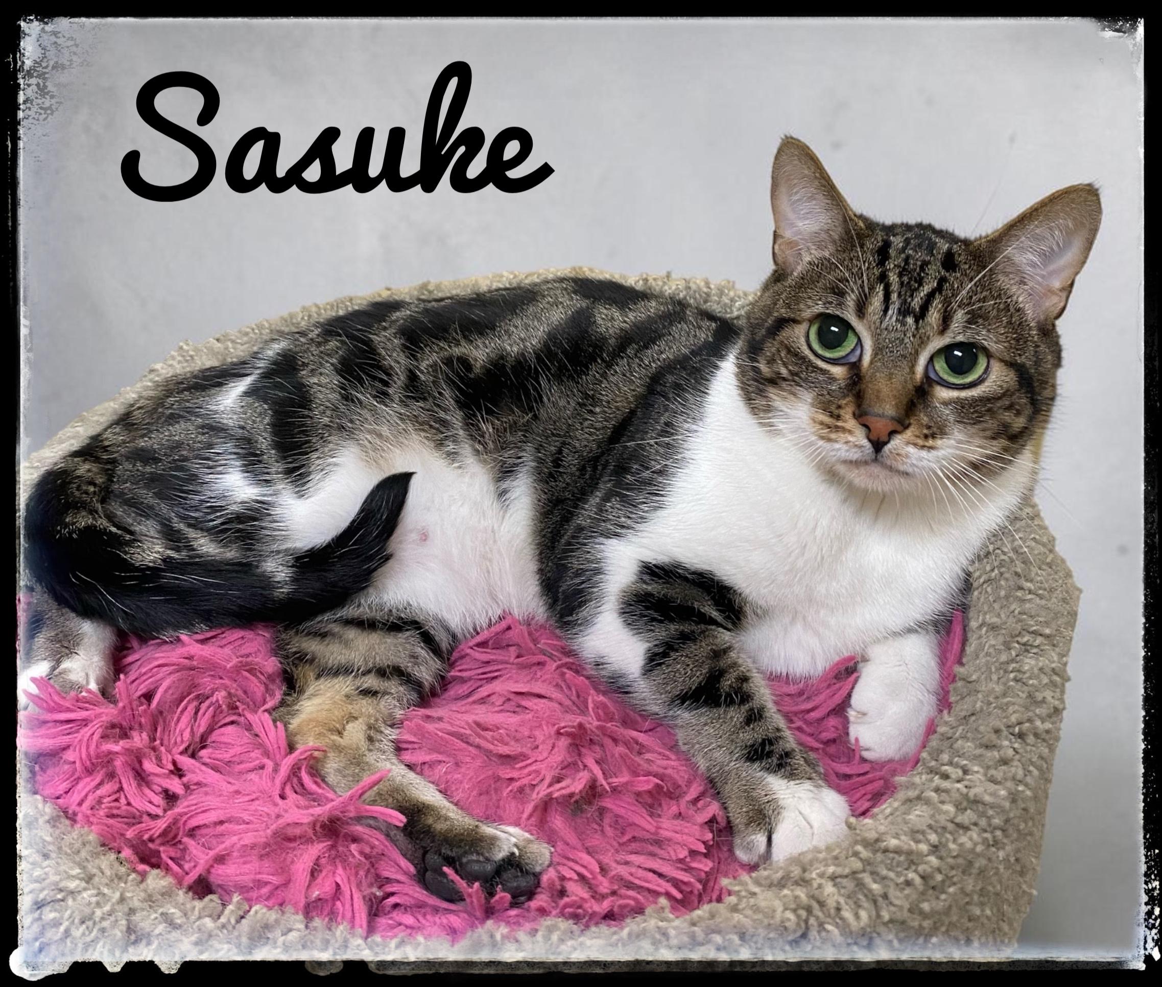 Enlarge Sasuke, a Adoptable Domestic Short Hair in El Cajon, CA image 1/2