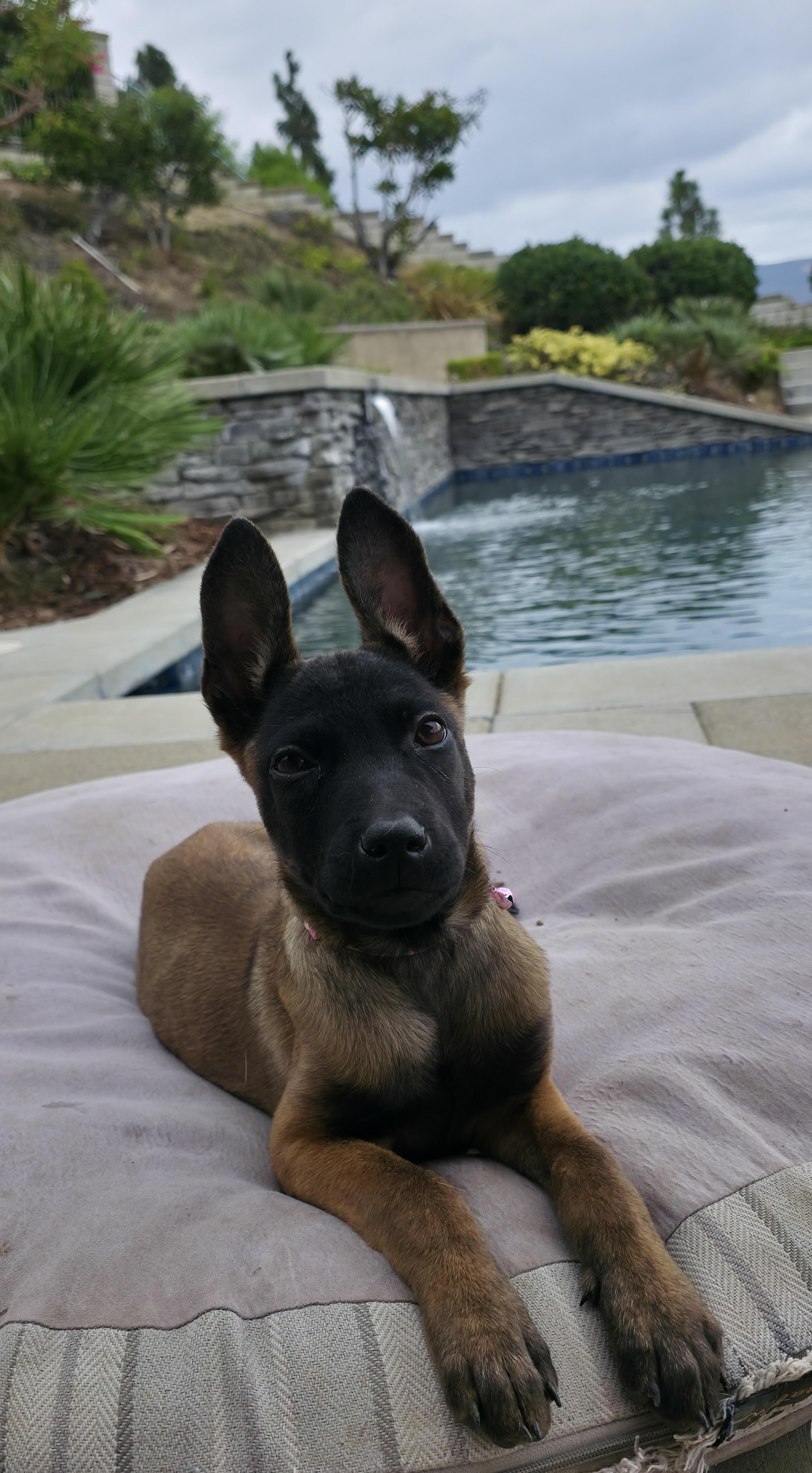 Rosebud, a Adopted Belgian Shepherd / Malinois in Newport Beach, CA image 2/3