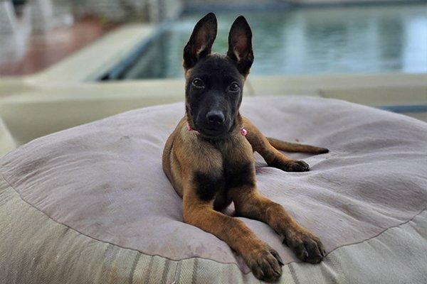 Rosebud, a Adopted Belgian Shepherd / Malinois in Newport Beach, CA image 3/3