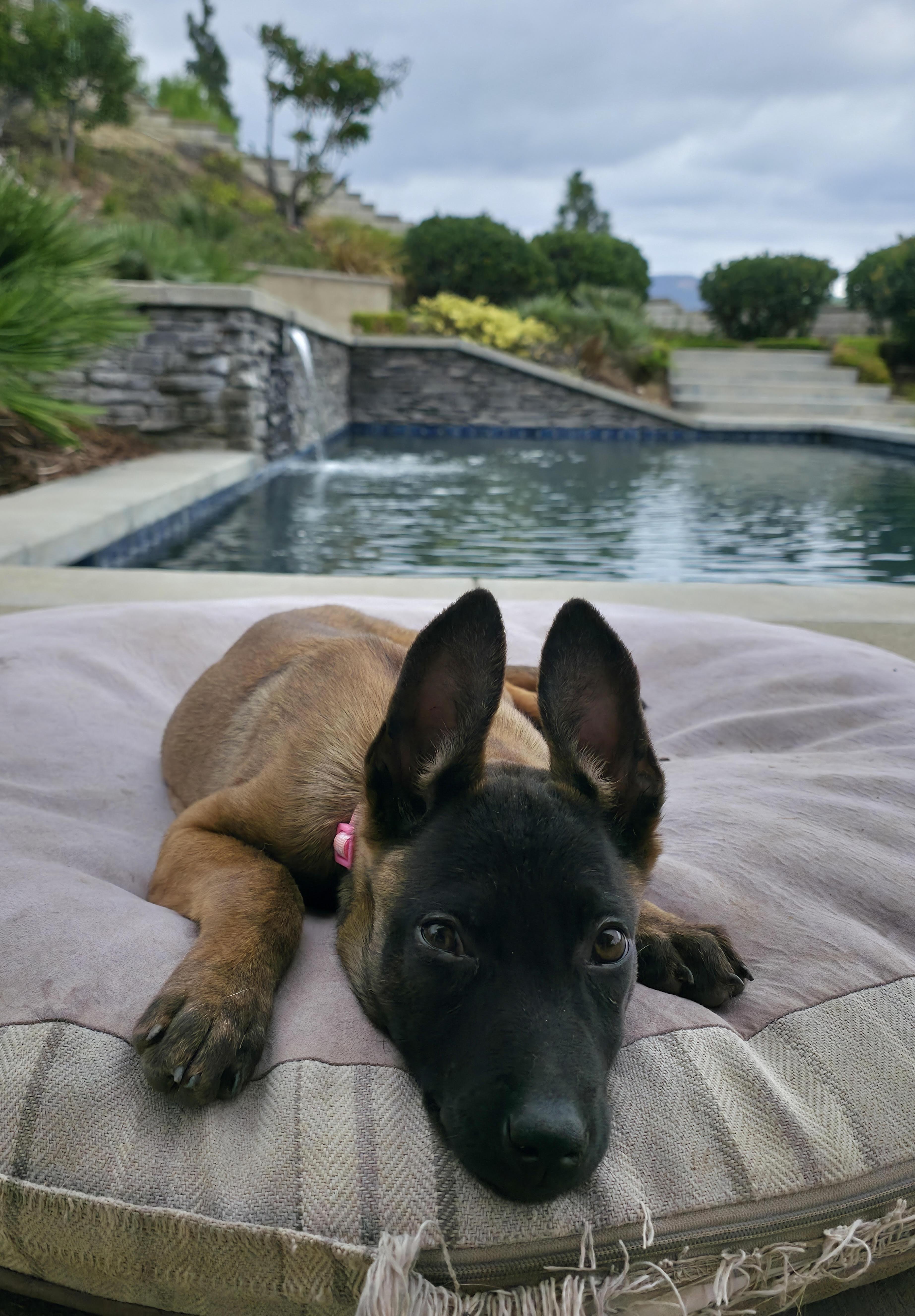 Rosebud, a Adopted Belgian Shepherd / Malinois in Newport Beach, CA image 1/3