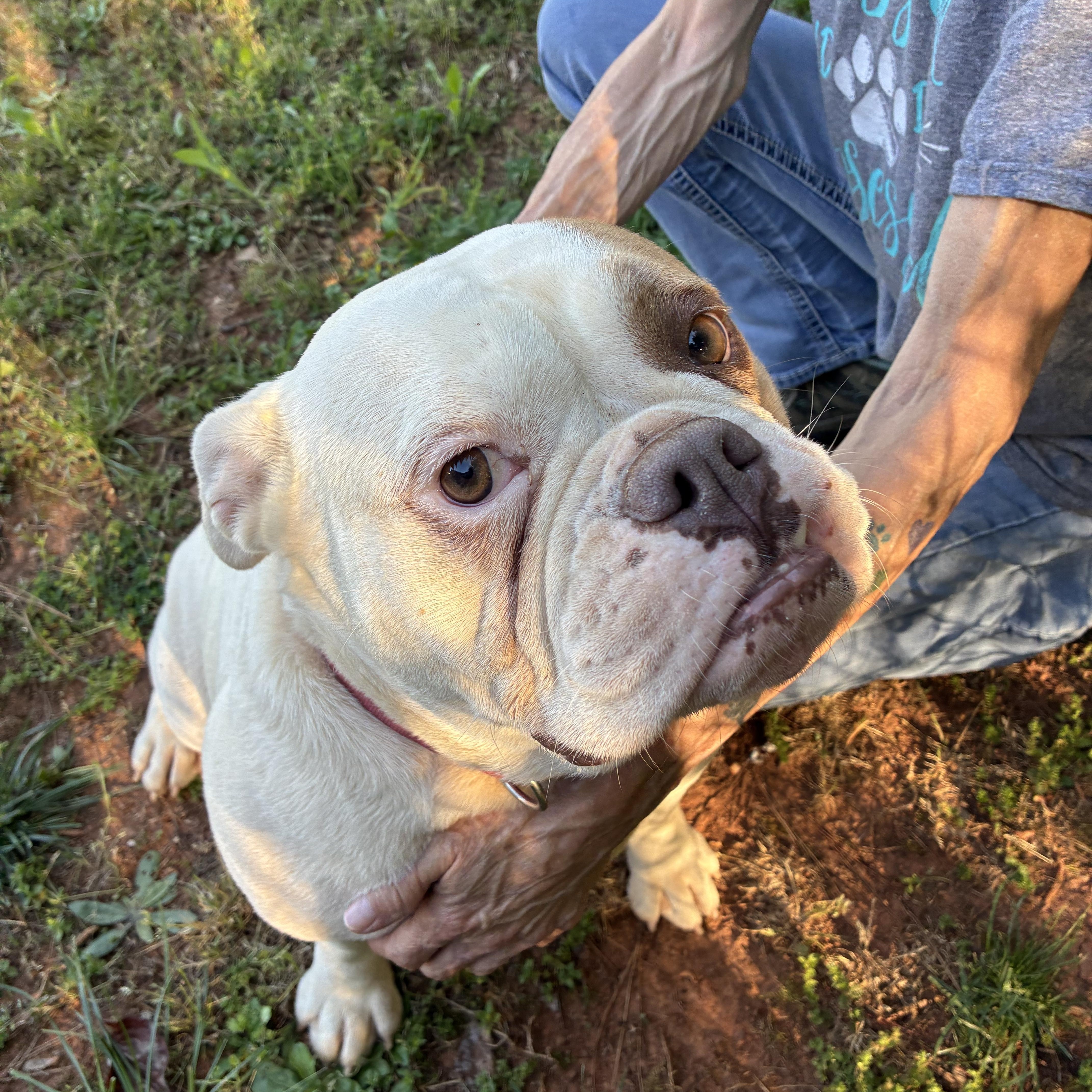Enlarge Zylah, a ADOPTABLE English Bulldog in Woodruff, SC image 4/6