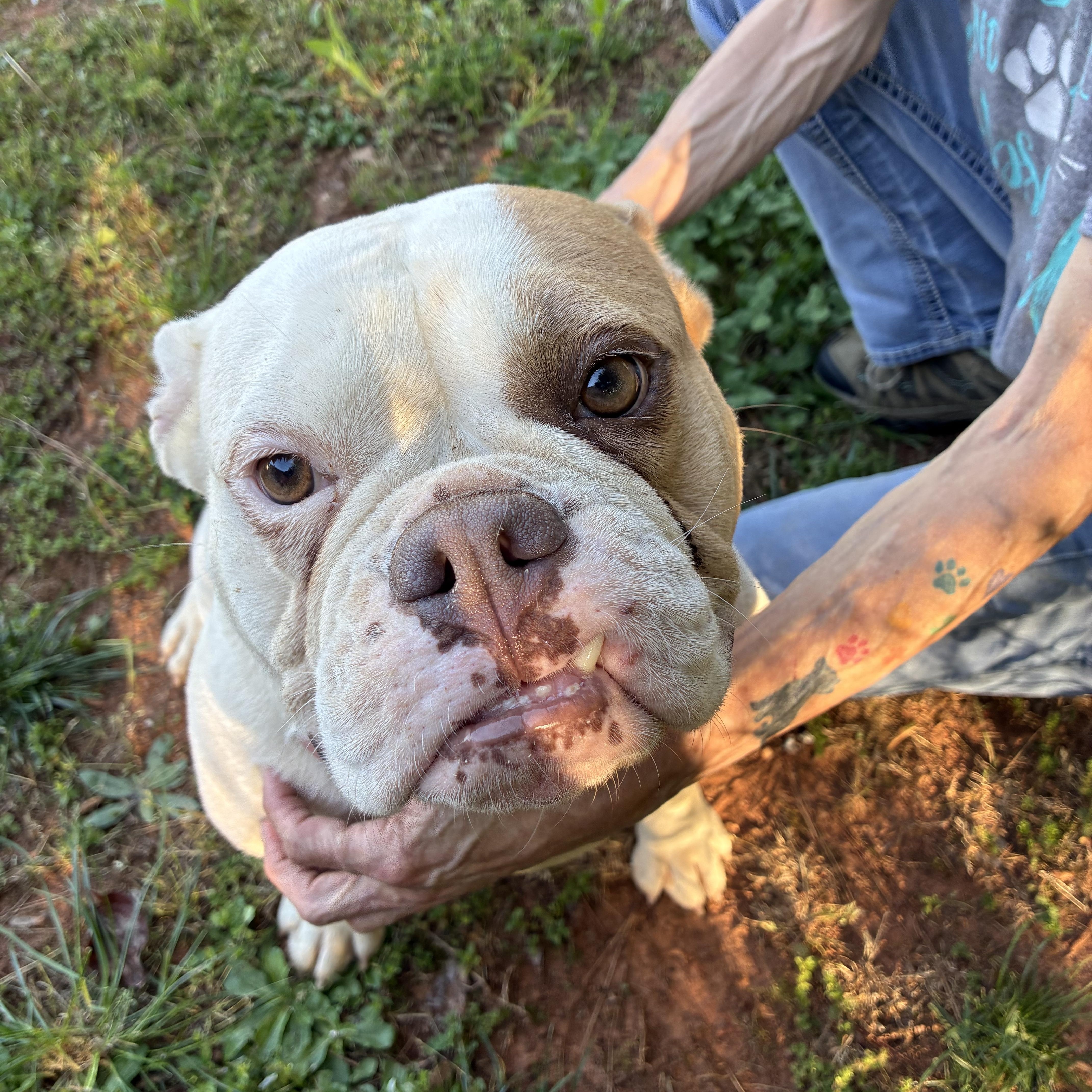 Enlarge Zylah, a ADOPTABLE English Bulldog in Woodruff, SC image 2/6