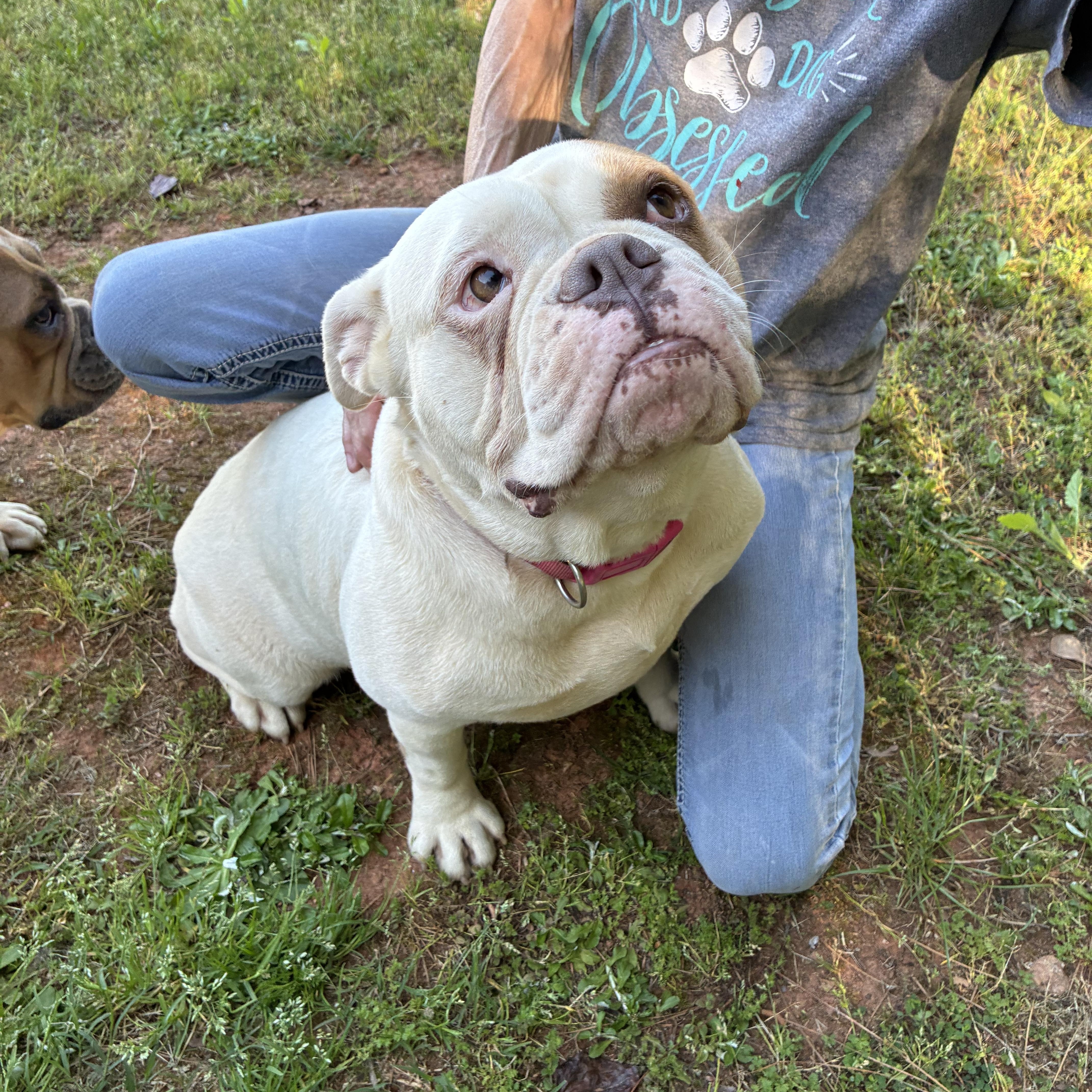 Enlarge Zylah, a ADOPTABLE English Bulldog in Woodruff, SC image 1/6