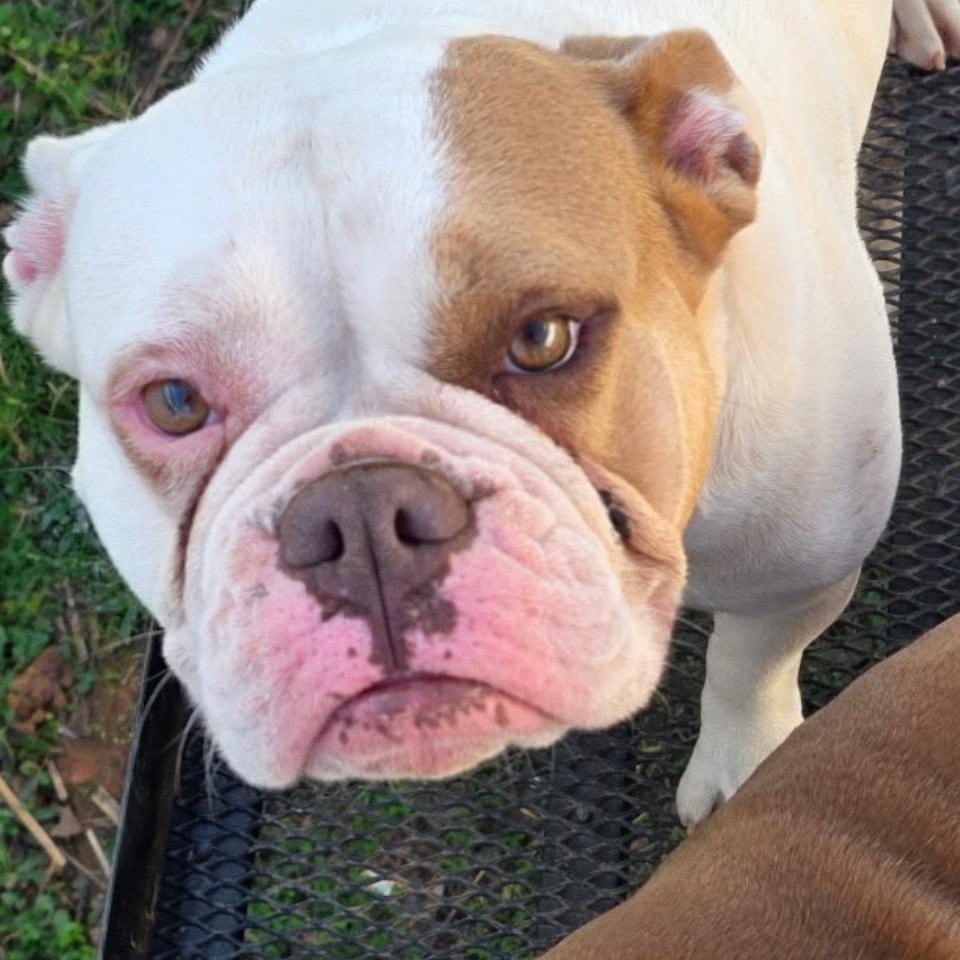 Enlarge Zylah, a ADOPTABLE English Bulldog in Woodruff, SC image 6/6