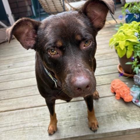 Dawn, an adoptable Australian Kelpie in Ferrisburgh, VT, 05473 | Photo Image 1