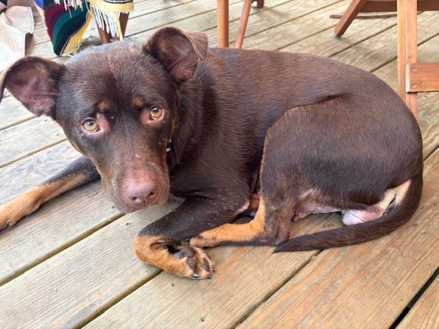 Dawn, an adoptable Australian Kelpie in Ferrisburgh, VT, 05473 | Photo Image 2