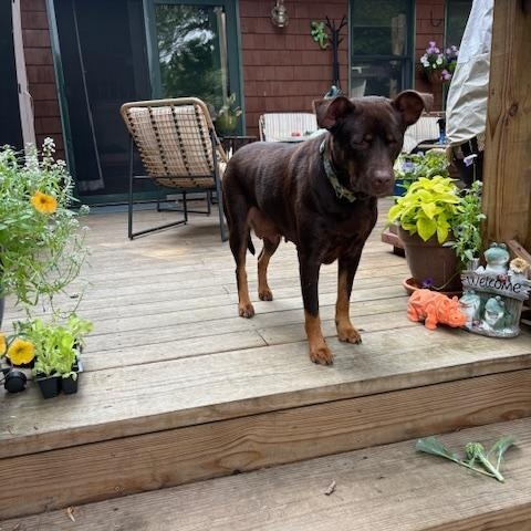Dawn, an adoptable Australian Kelpie in Ferrisburgh, VT, 05473 | Photo Image 5