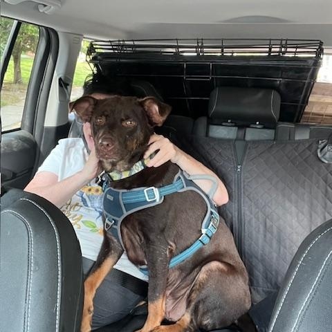 Dawn, an adoptable Australian Kelpie in Ferrisburgh, VT, 05473 | Photo Image 4