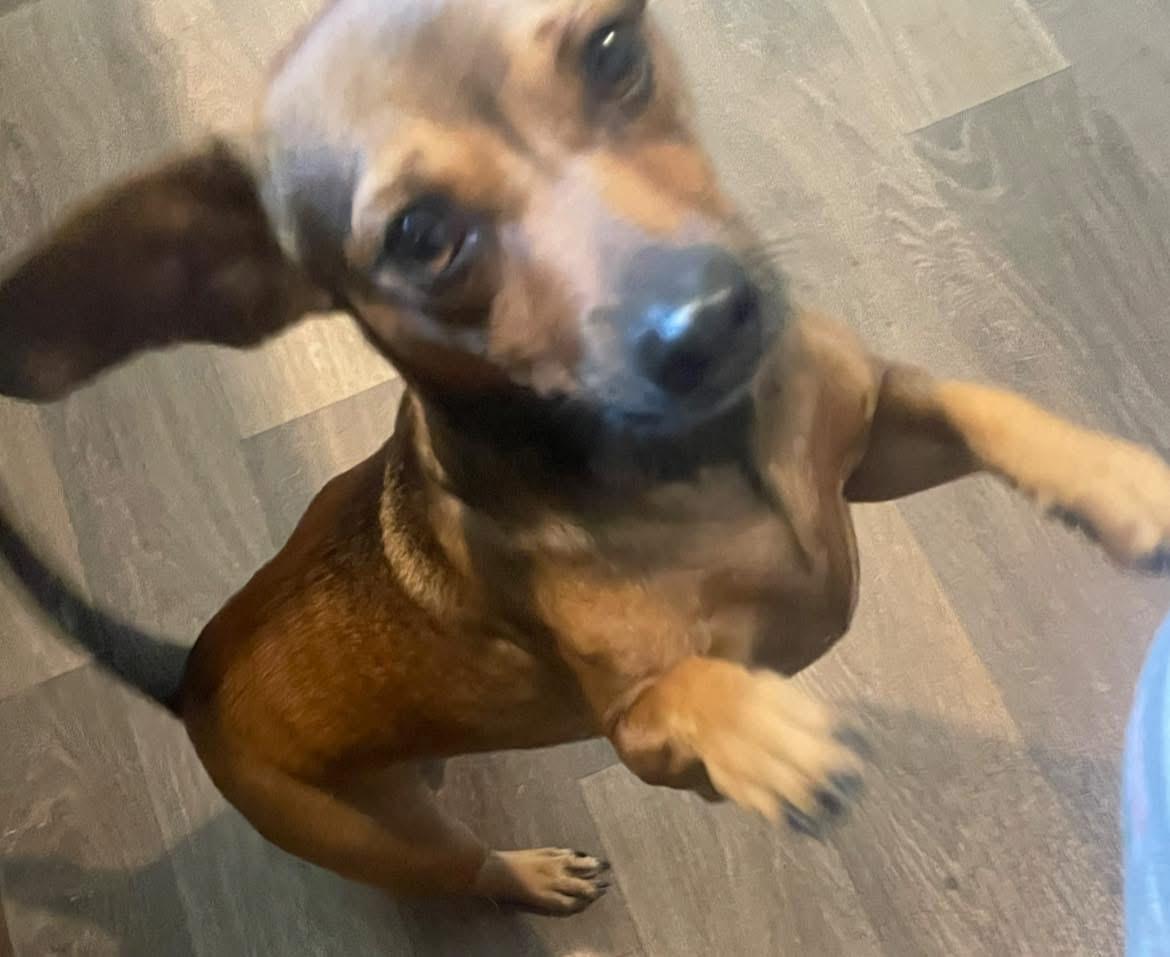 Bailey, a Adoptable mixed breed in Inez, TX image 1/6