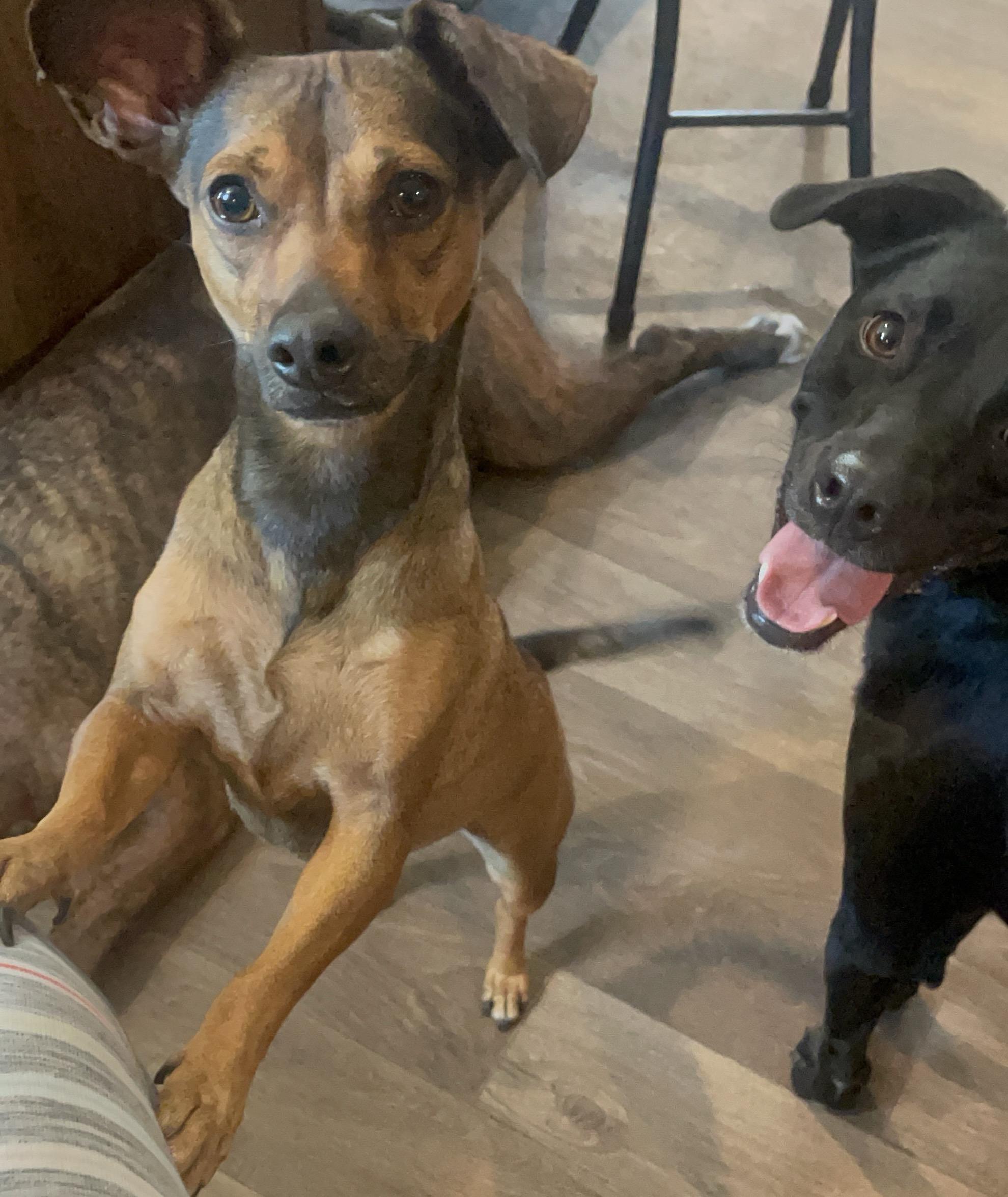 Bailey, a Adoptable mixed breed in Inez, TX image 6/6