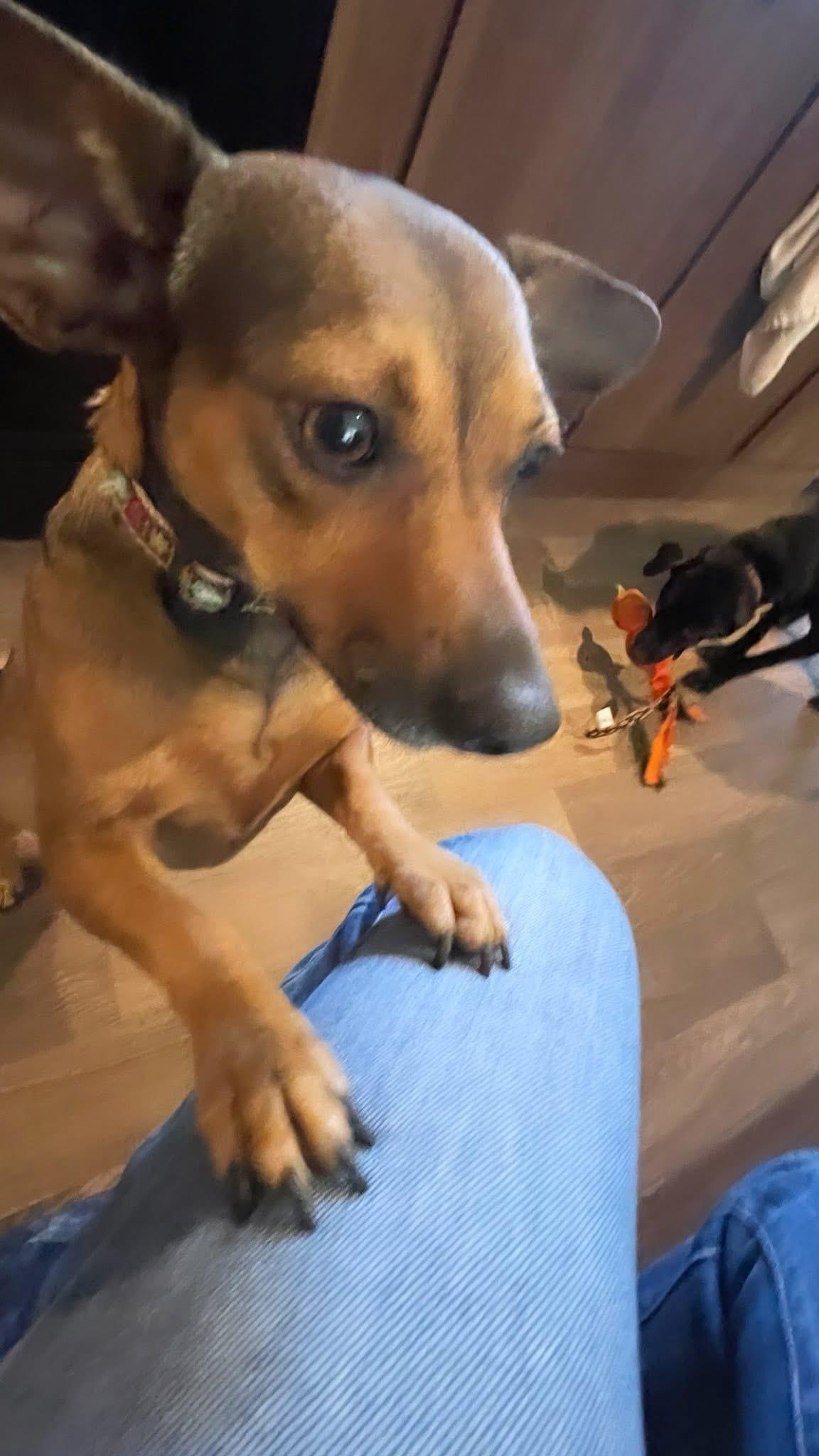 Bailey, a Adoptable mixed breed in Inez, TX image 2/6