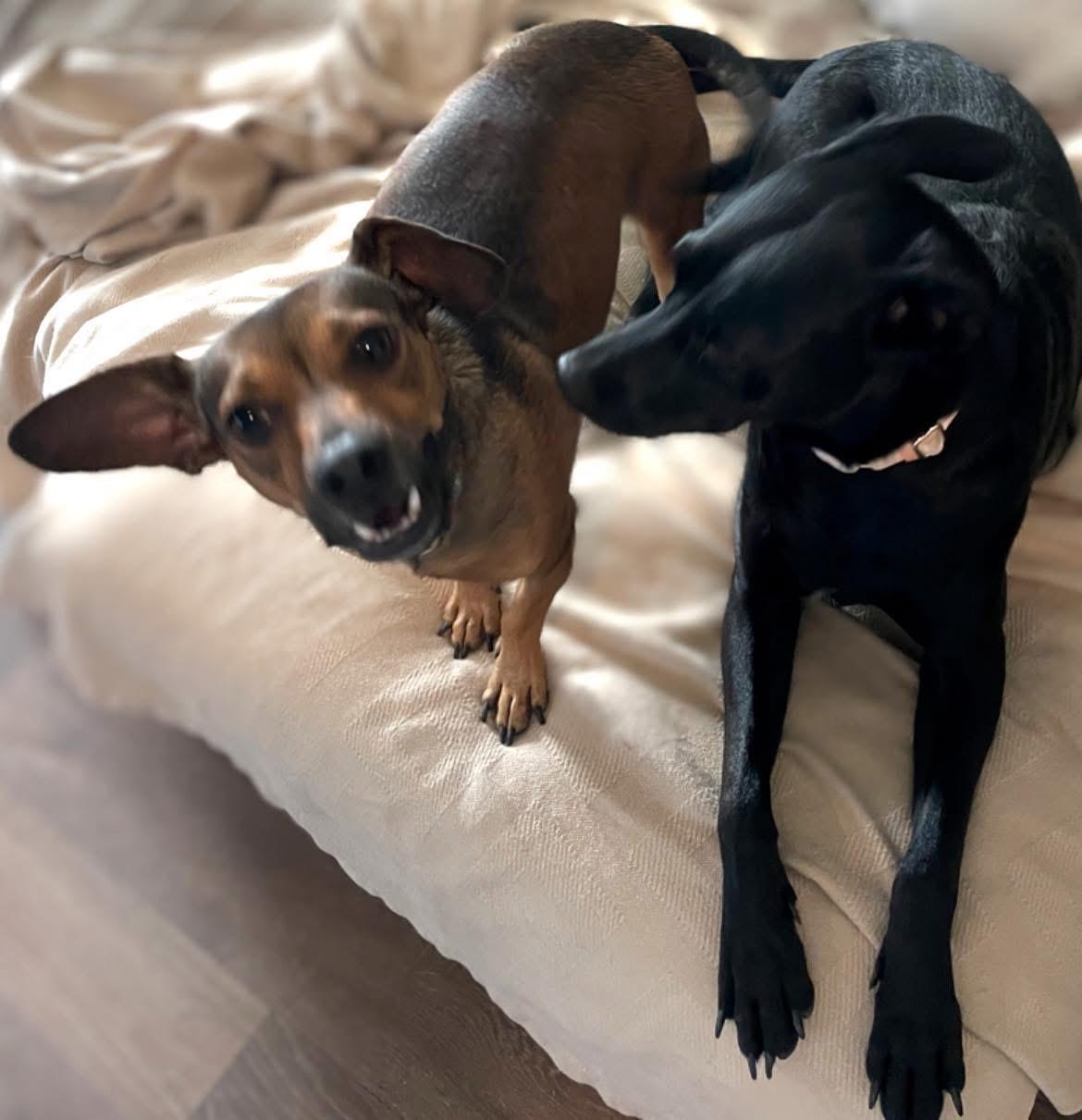 Bailey, a Adoptable mixed breed in Inez, TX image 3/6