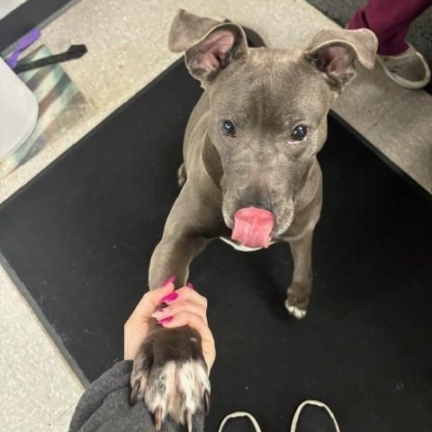 Enlarge Peppa, a ADOPTABLE Pit Bull Terrier in Edinburg, VA image 2/3