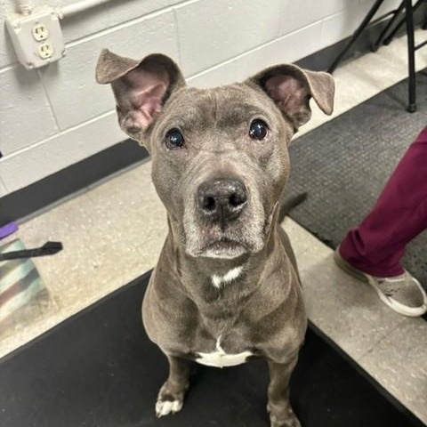 Enlarge Peppa, a ADOPTABLE Pit Bull Terrier in Edinburg, VA image 3/3