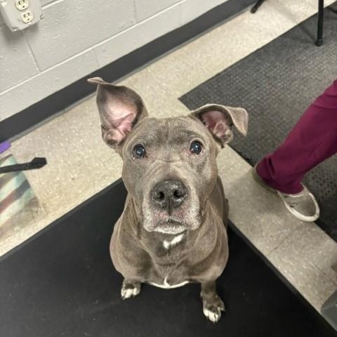 Peppa, ADOPTABLE, Senior Female Pit Bull Terrier.