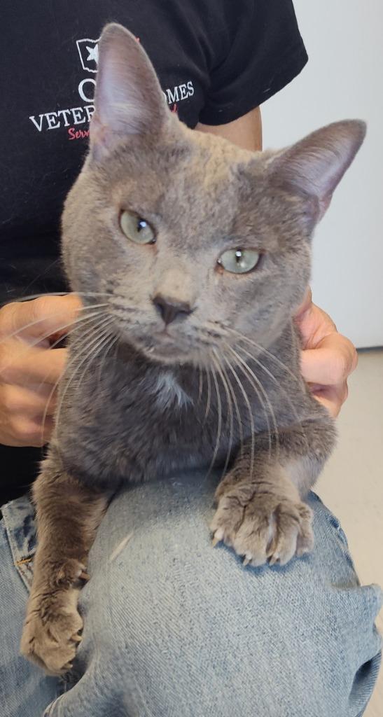 Enlarge MR. MAGOO, a Adoptable mixed breed in Sandusky, OH image 1/1