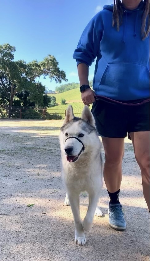 Levi, Adoptable, Young Male Husky.