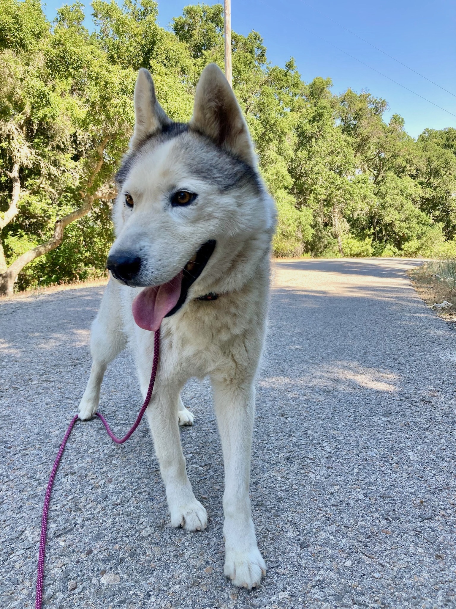Enlarge Levi, a Adoptable Husky in Templeton, CA image 2/4