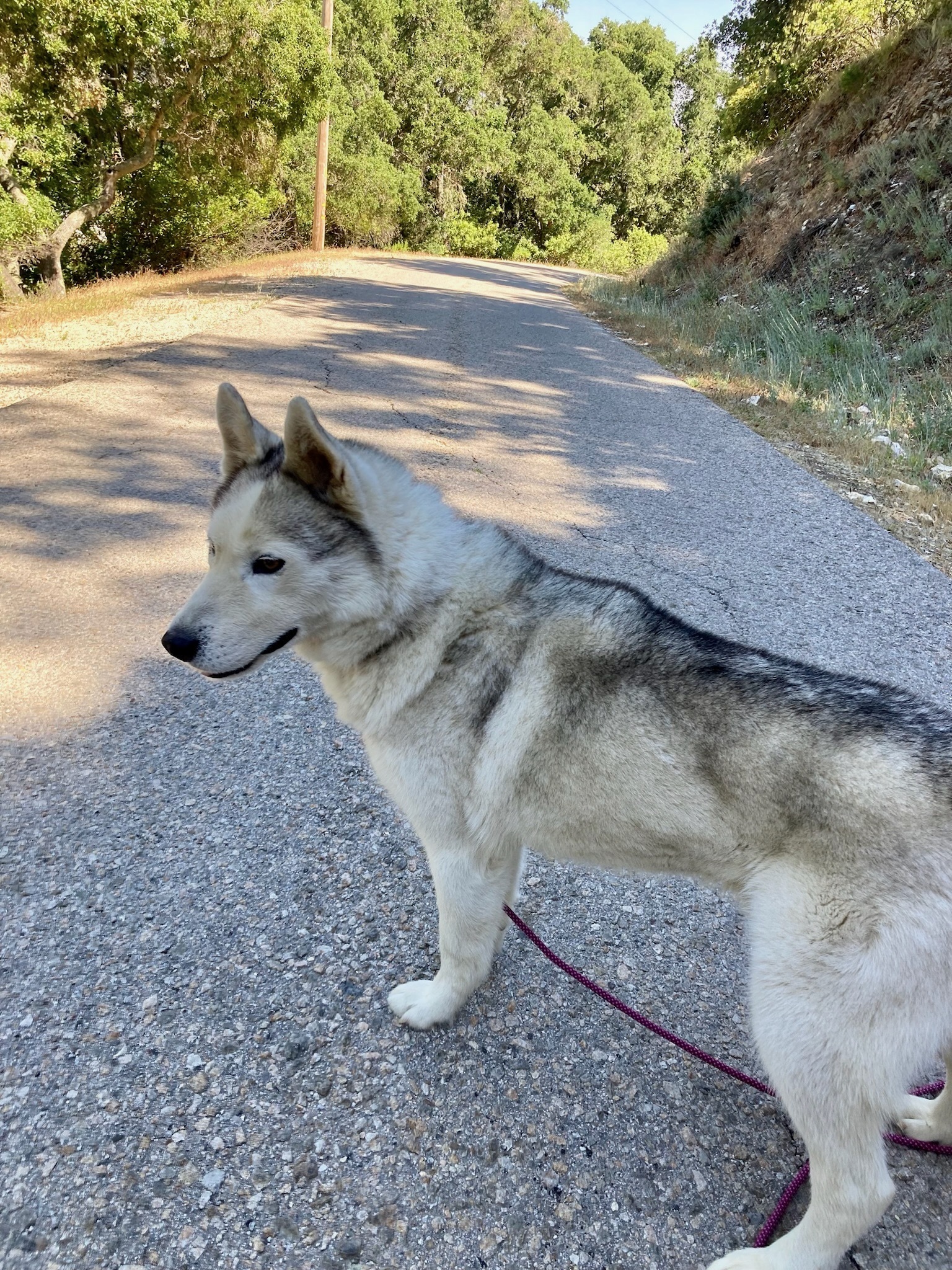 Enlarge Levi, a Adoptable Husky in Templeton, CA image 3/4