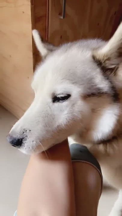 Enlarge Levi, a Adoptable Husky in Templeton, CA video 4/4