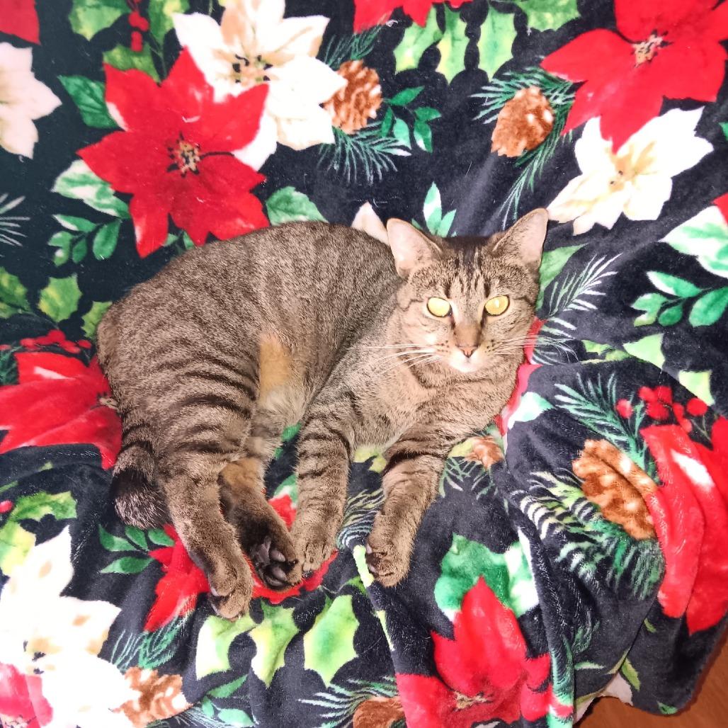 Enlarge Savanah, a Adoptable American Shorthair in Lima, OH image 1/1