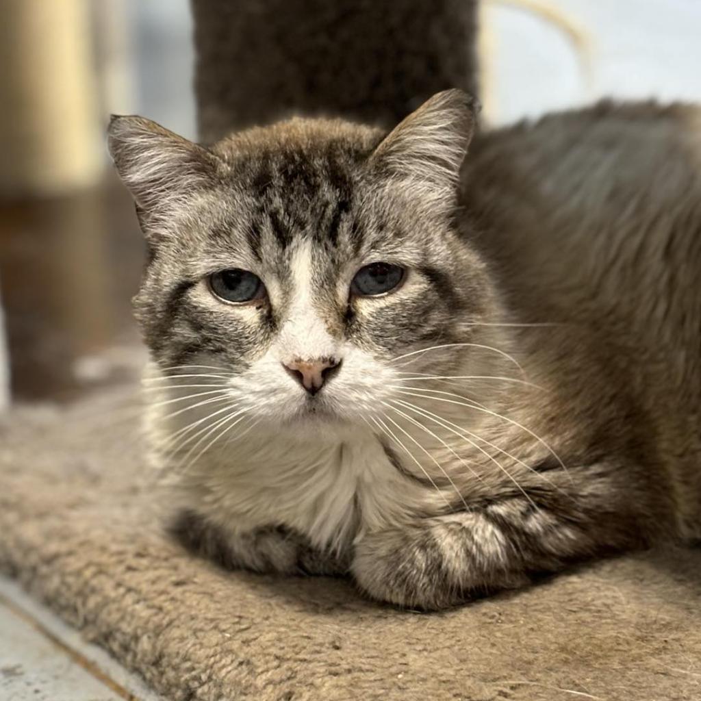 Enlarge Dionysus, a Adoptable mixed breed in Sheridan, WY image 1/1