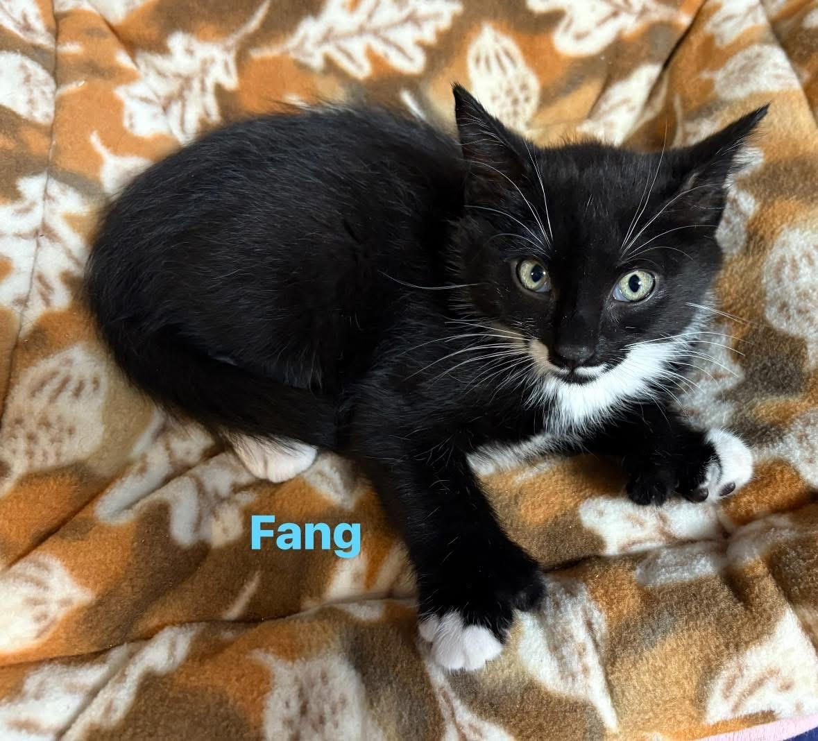 Enlarge Fang , a Adoptable Domestic Short Hair in Seaford, NY image 1/6