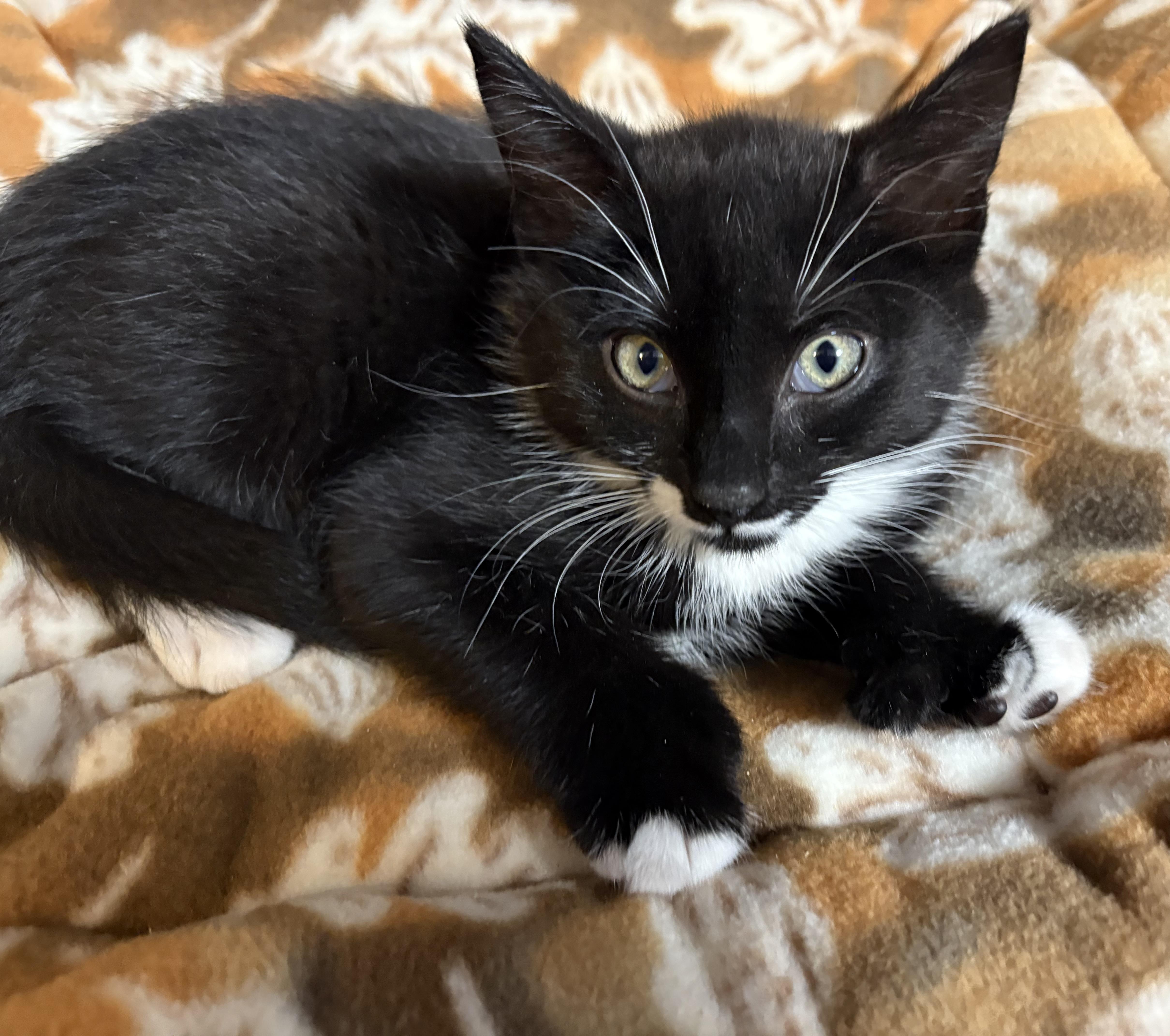 Enlarge Fang , a Adoptable Domestic Short Hair in Seaford, NY image 2/6