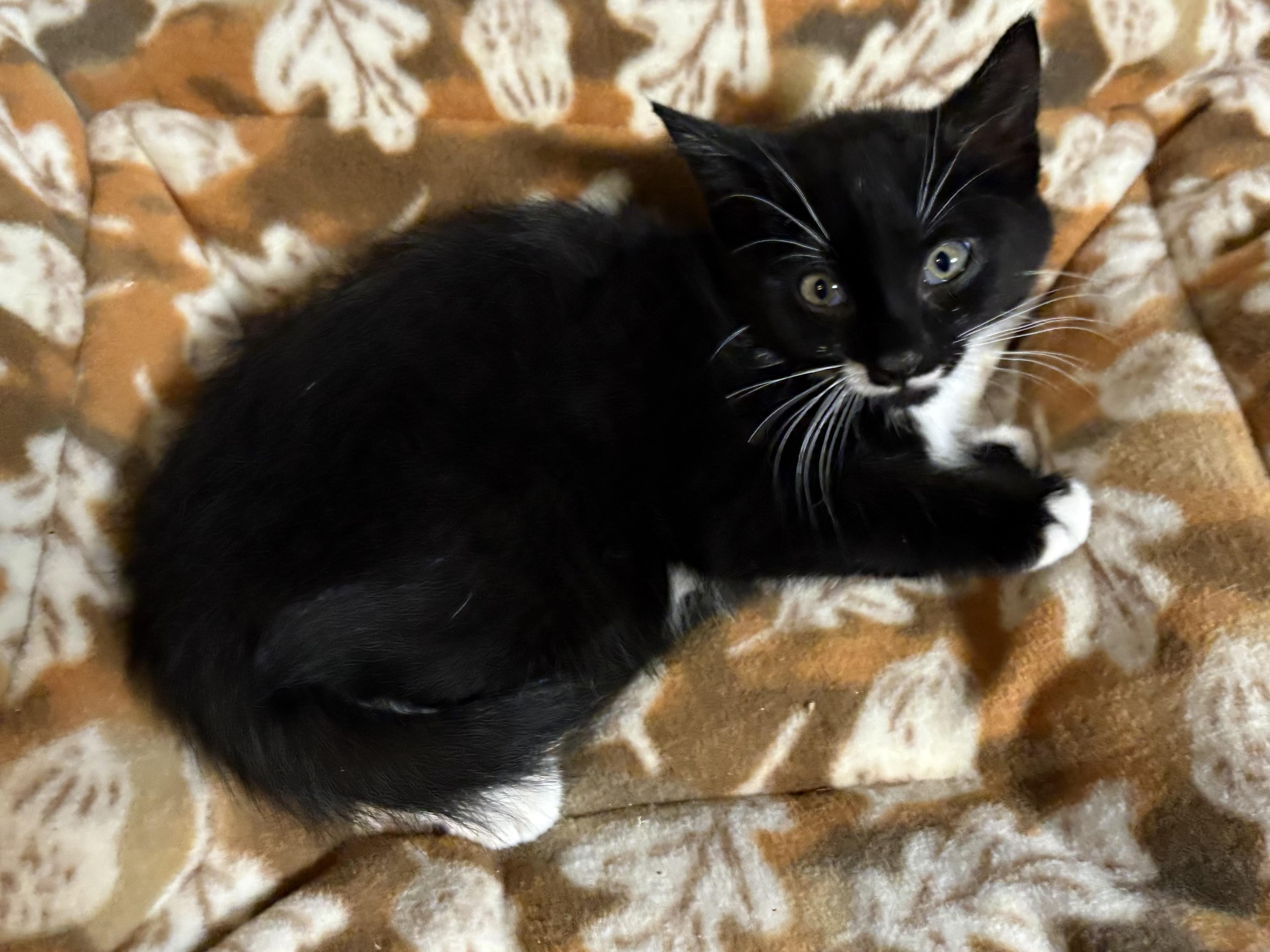 Enlarge Fang , a Adoptable Domestic Short Hair in Seaford, NY image 3/6