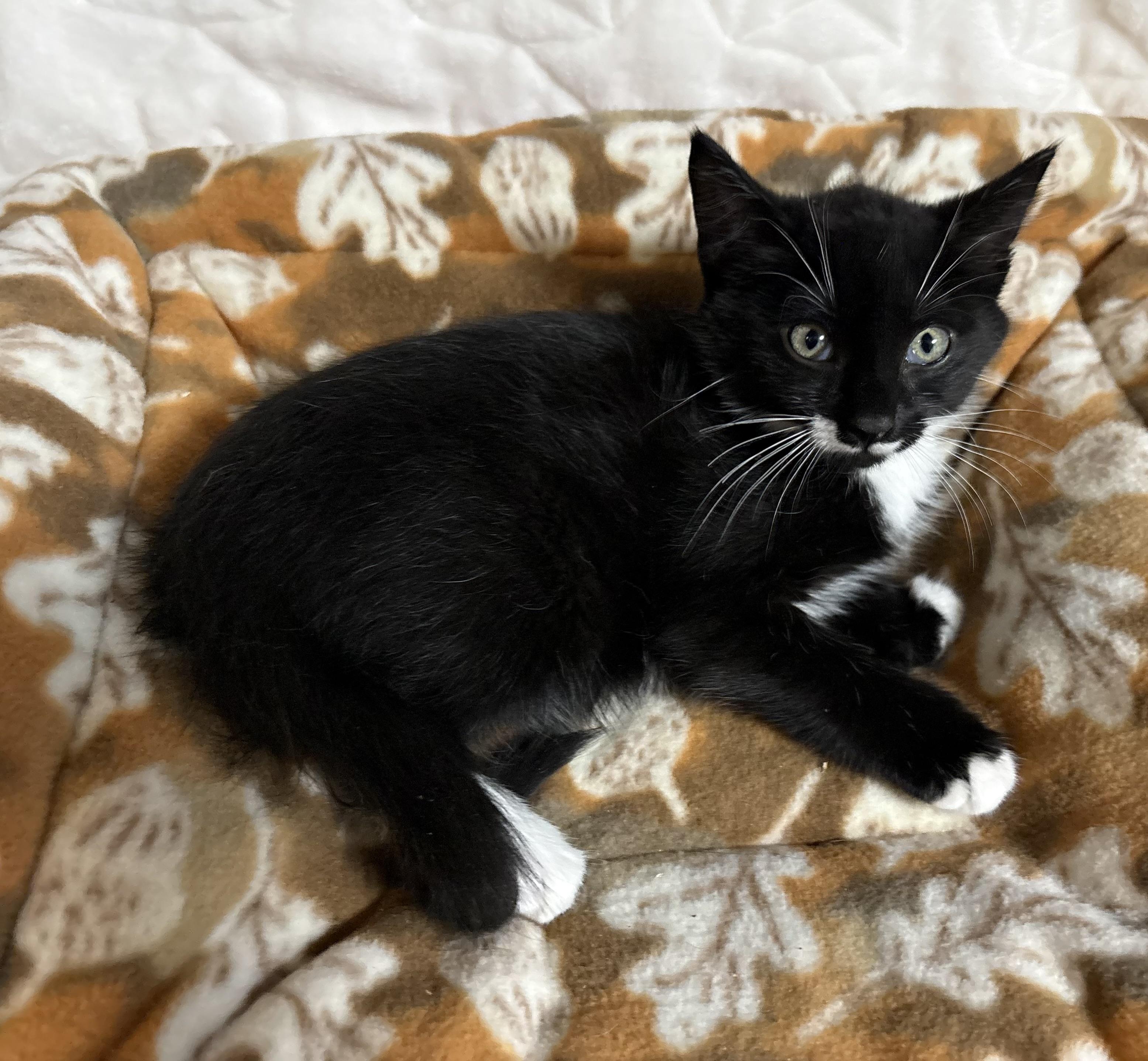 Enlarge Fang , a Adoptable Domestic Short Hair in Seaford, NY image 4/6