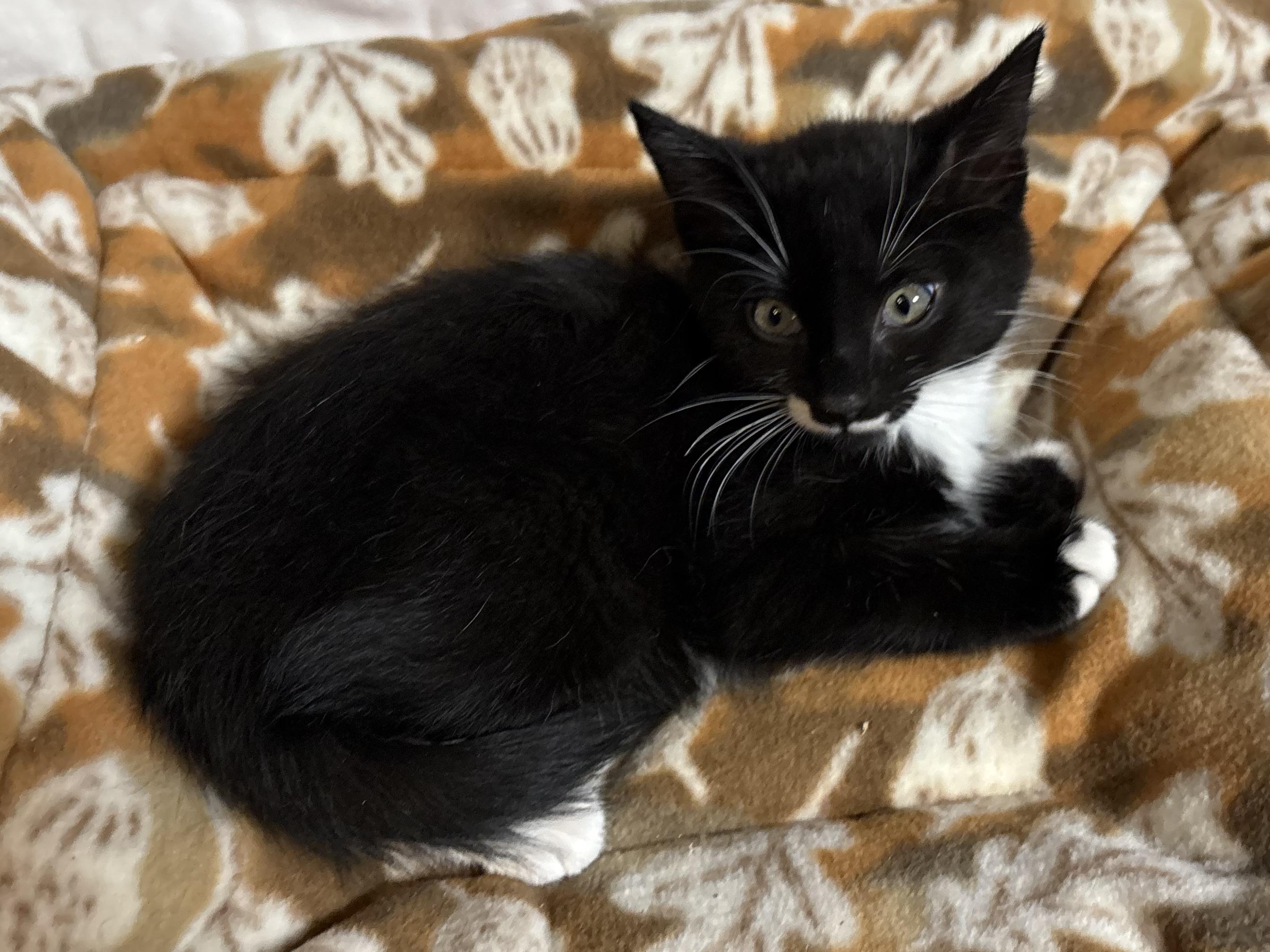 Enlarge Fang , a Adoptable Domestic Short Hair in Seaford, NY image 5/6