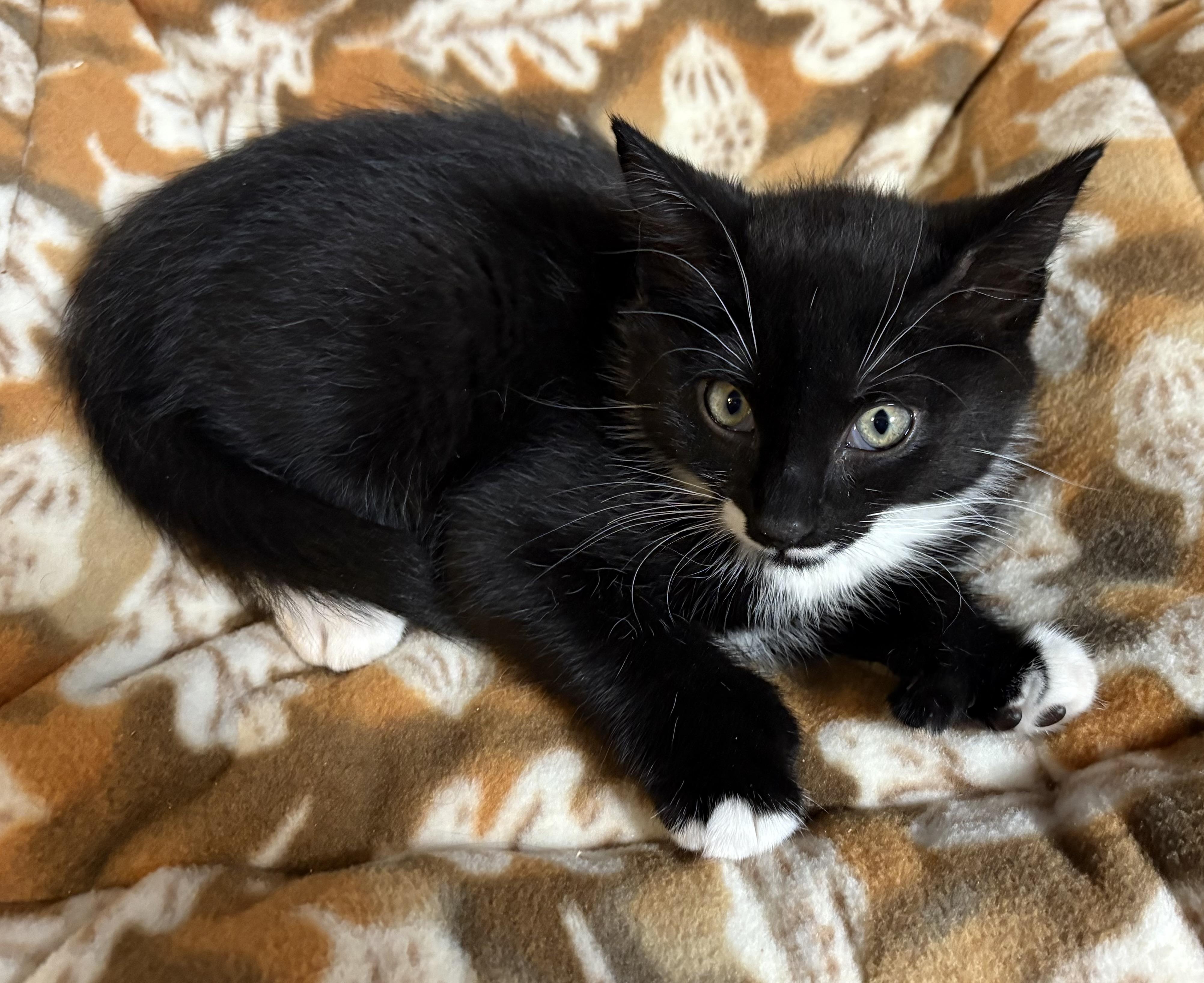 Enlarge Fang , a Adoptable Domestic Short Hair in Seaford, NY image 6/6