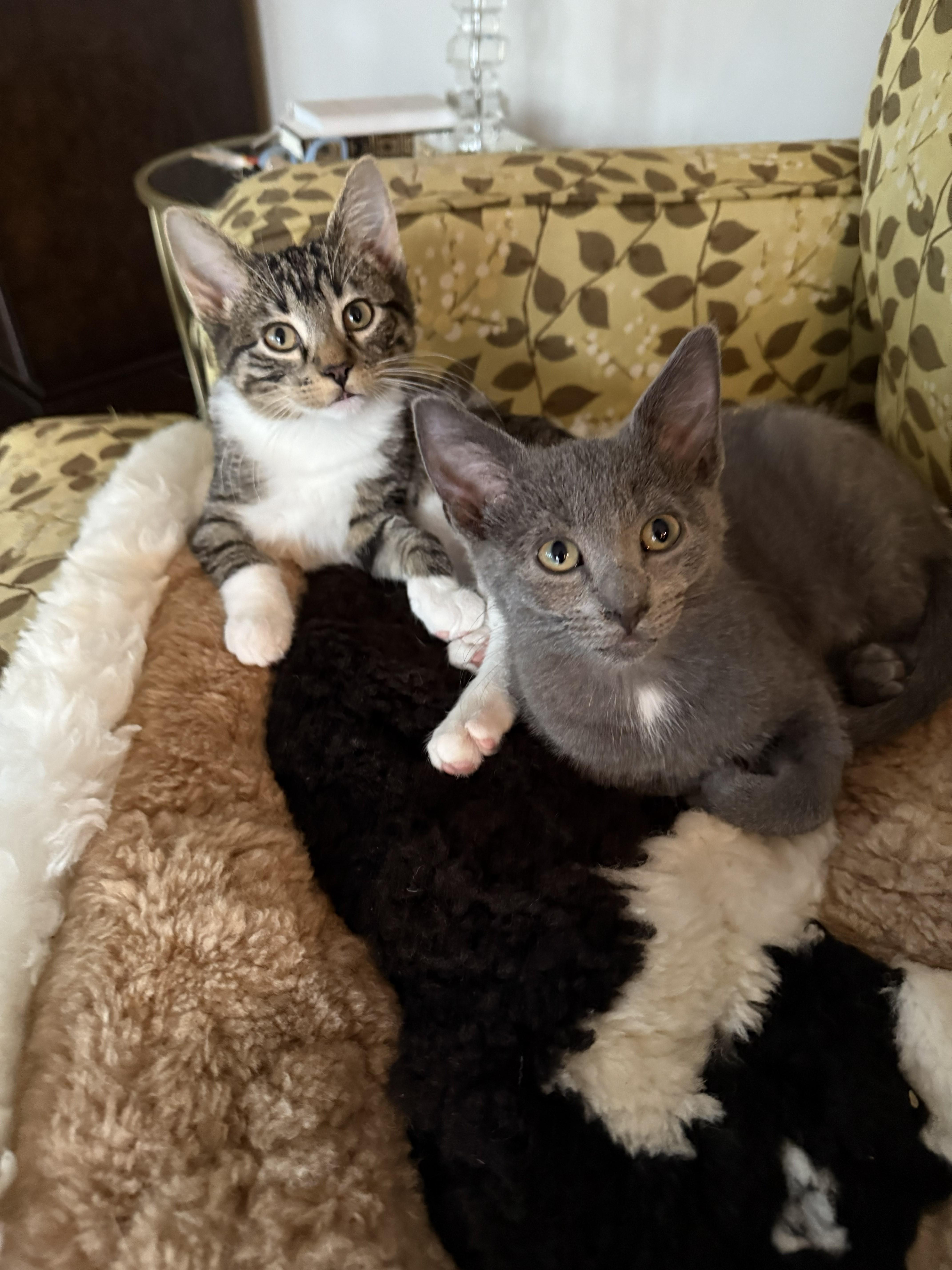 Skitter and Spider JR, Adoptable, Young Male Domestic Short Hair.