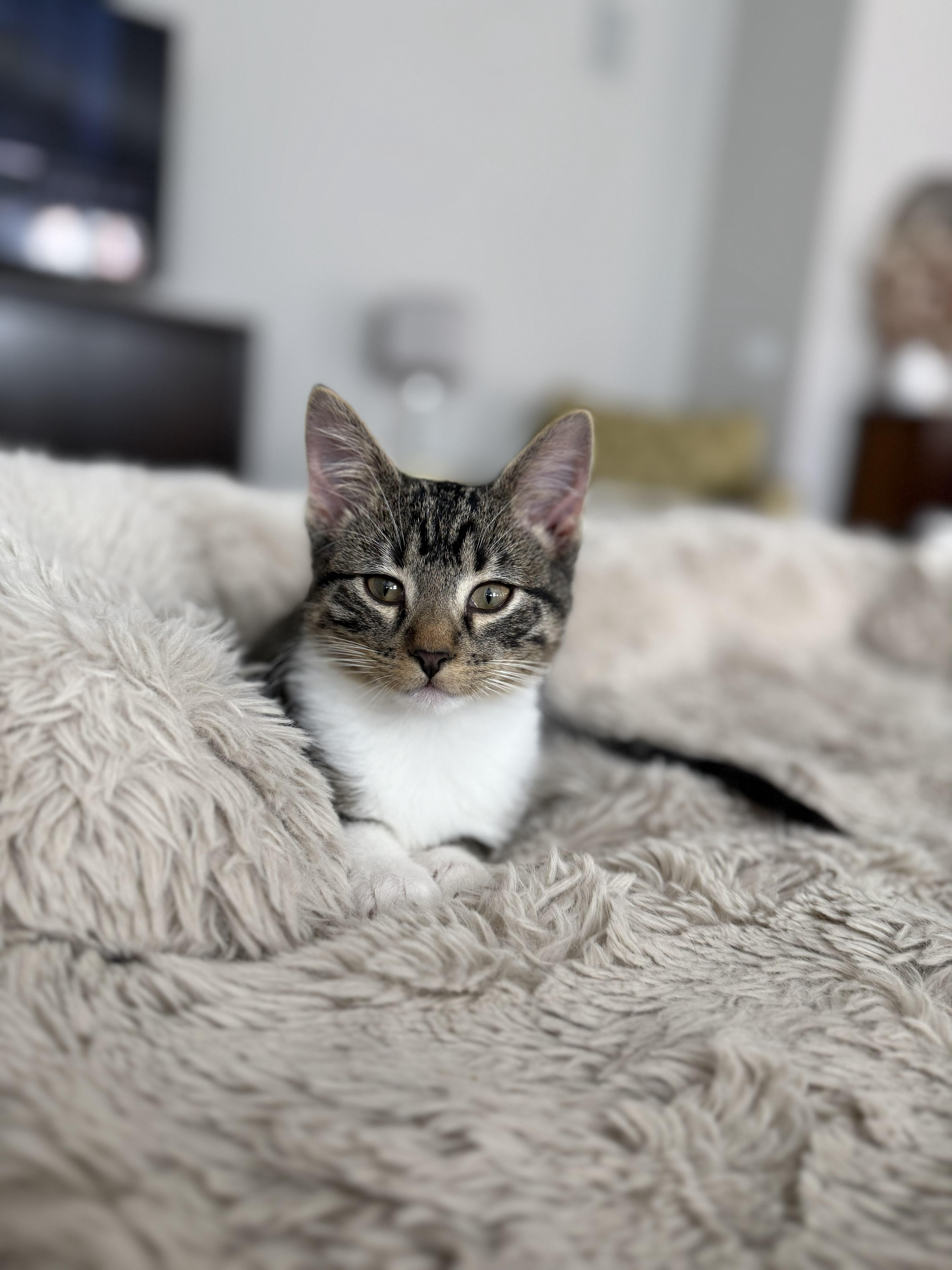 Skitter and Spider JR, a Adoptable Domestic Short Hair in Farmington, MN image 3/3