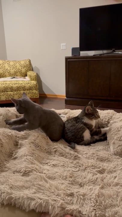 Enlarge Skitter and Spider JR, a Adoptable Domestic Short Hair in Farmington, MN video 2/3