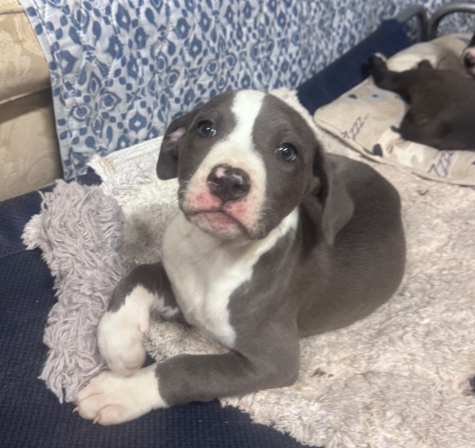 Enlarge Eliza Elegant  southern adoption, an adopted mixed breed in Woburn, MA image 2/4
