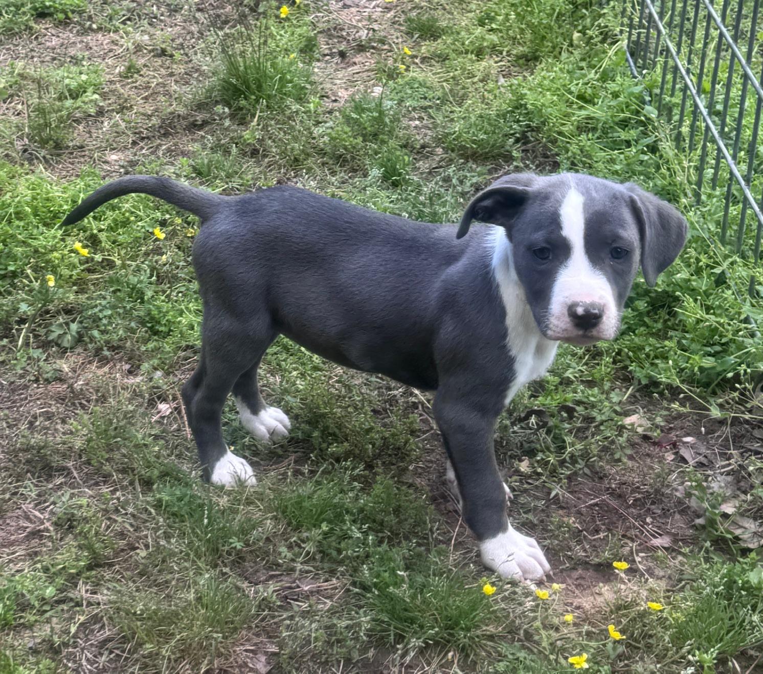 Enlarge Eliza Elegant  southern adoption, an adopted mixed breed in Woburn, MA image 4/4