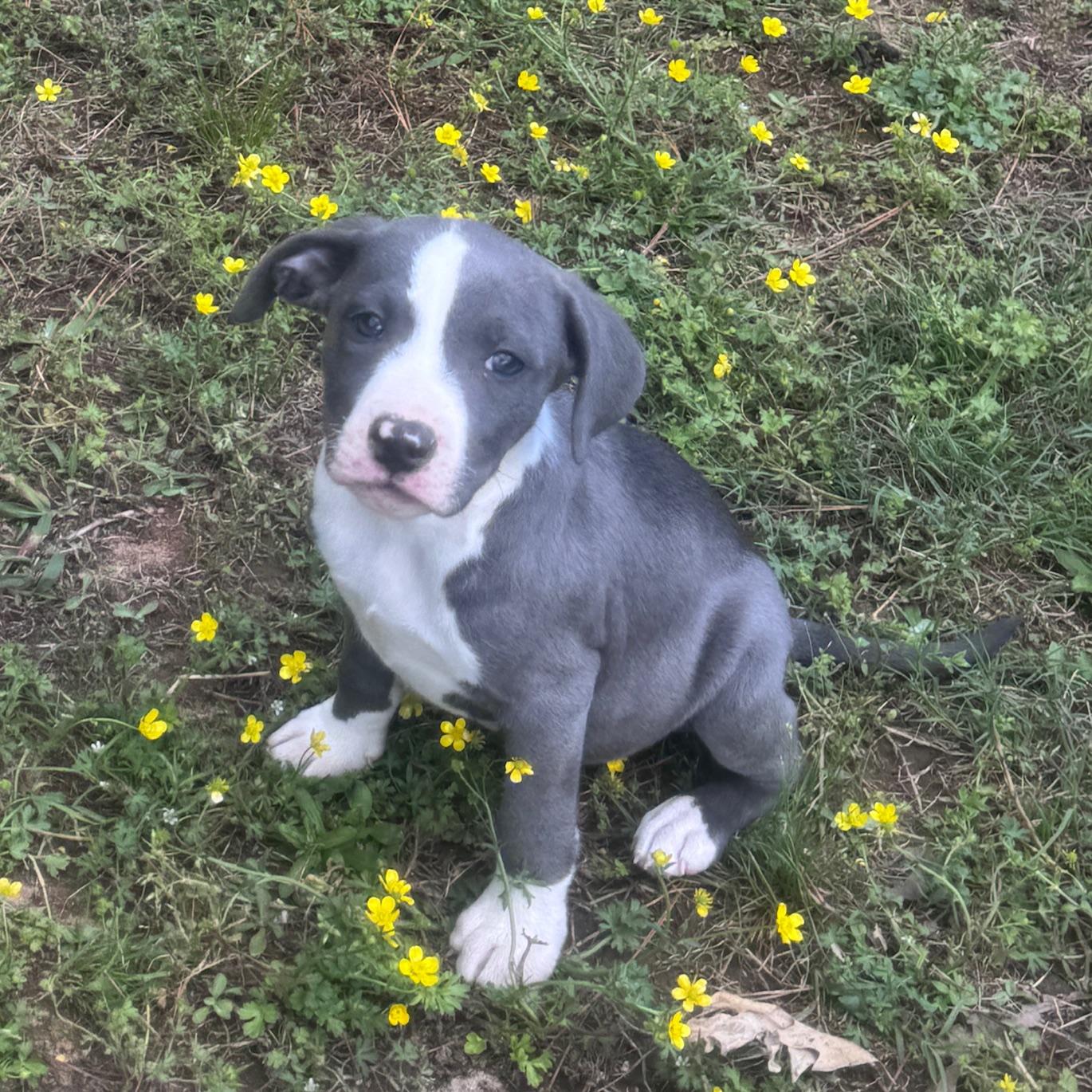 Enlarge Eliza Elegant  southern adoption, an adopted mixed breed in Woburn, MA image 3/4