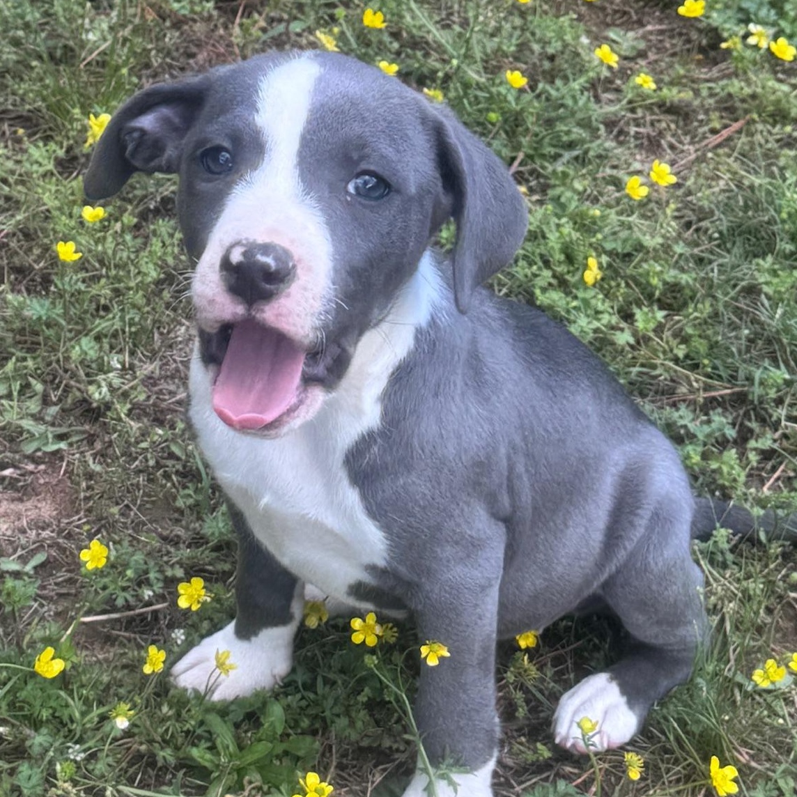 Enlarge Eliza Elegant  southern adoption, an adopted mixed breed in Woburn, MA image 1/4