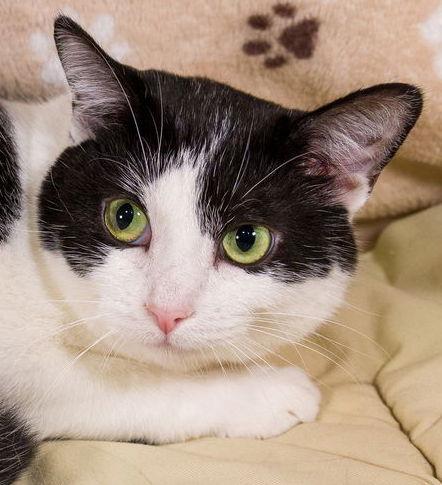 Enlarge Robin, a Adoptable mixed breed in Garland, TX image 1/3