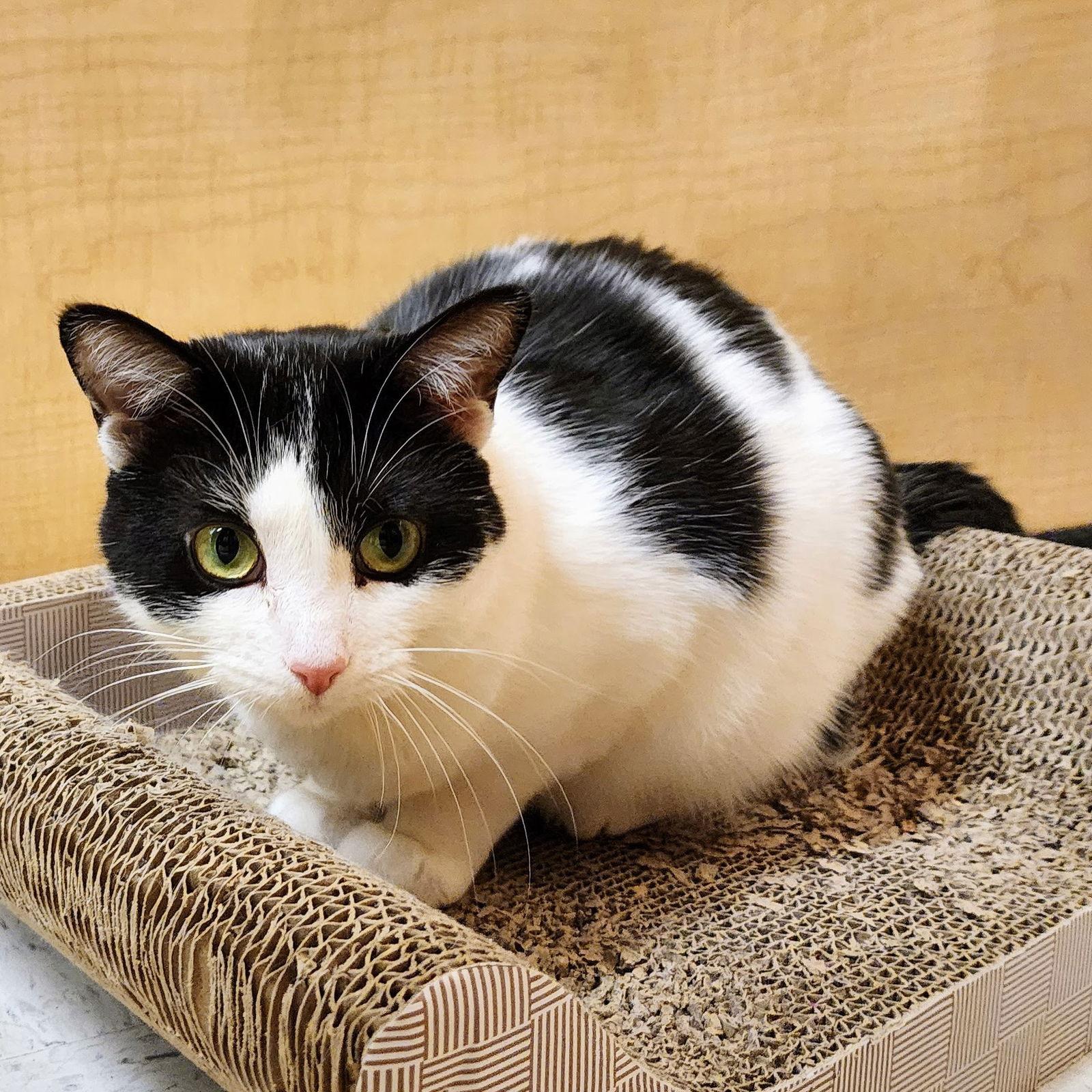 Robin, Adoptable, Adult Female Tuxedo & Domestic Short Hair.