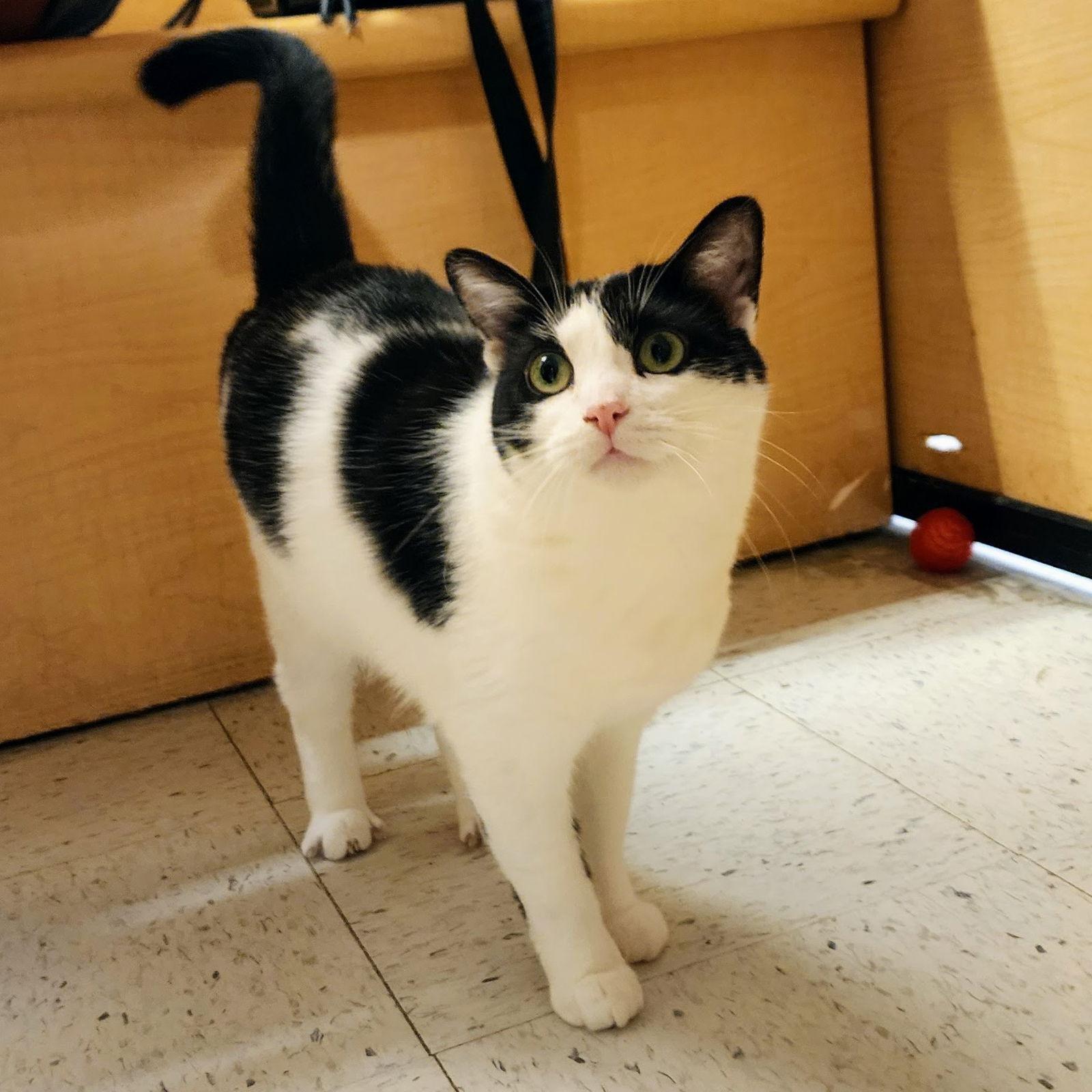 Enlarge Robin, a Adoptable mixed breed in Garland, TX image 2/3