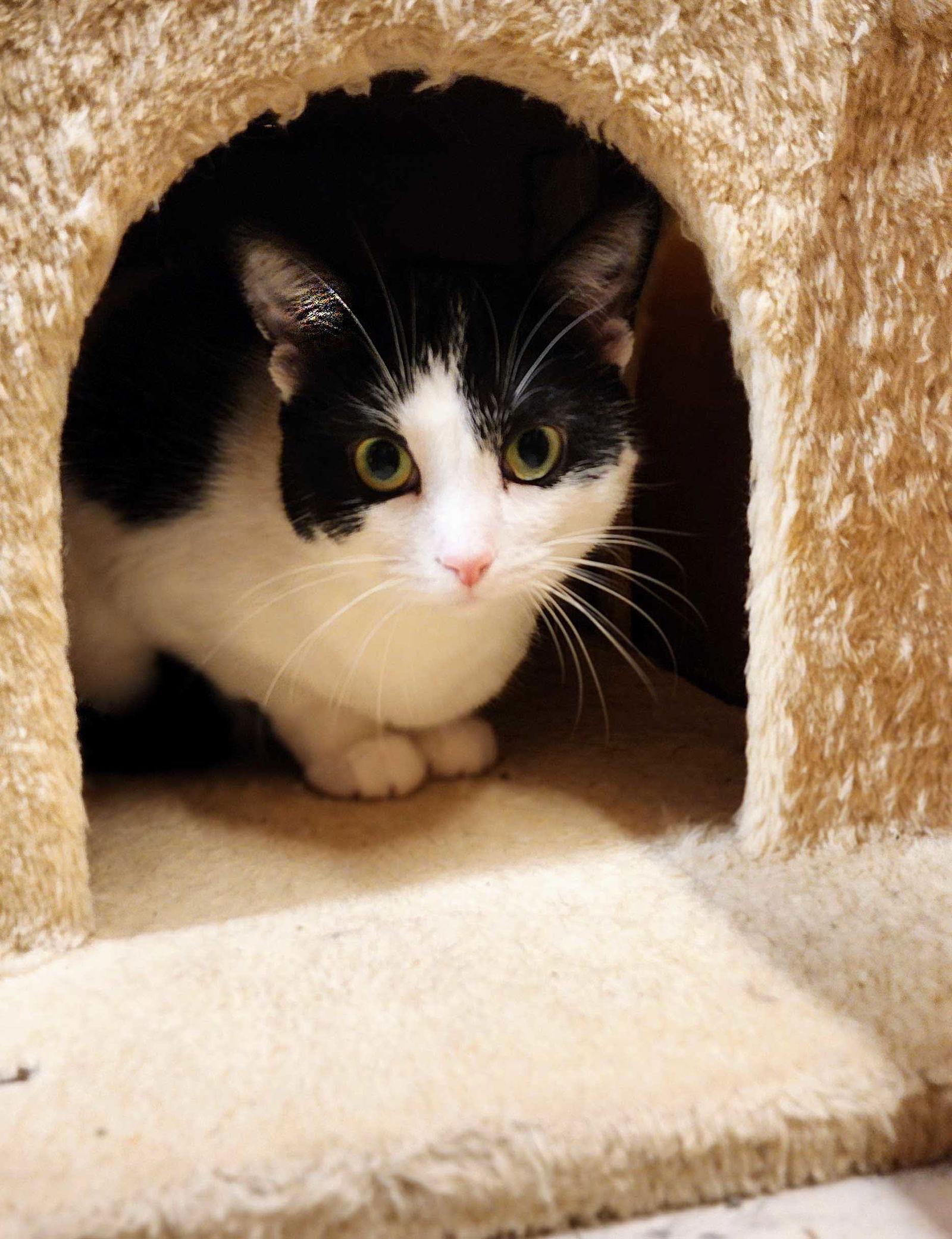 Enlarge Robin, a Adoptable mixed breed in Garland, TX image 3/3