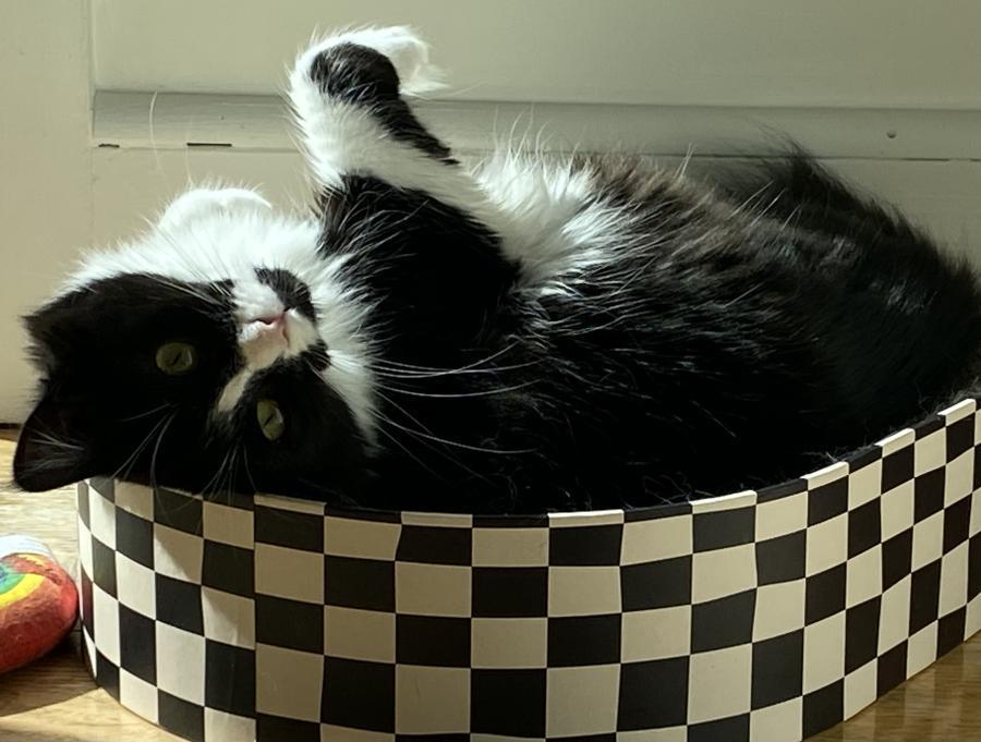 Enlarge Mamacita, a Adoptable Domestic Medium Hair in Mountain View, CA image 1/4