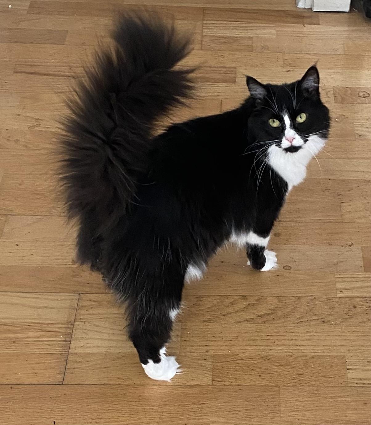 Enlarge Mamacita, a Adoptable Domestic Medium Hair in Mountain View, CA image 2/4