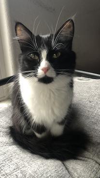 Enlarge Mamacita, a Adoptable Domestic Medium Hair in Mountain View, CA image 3/4