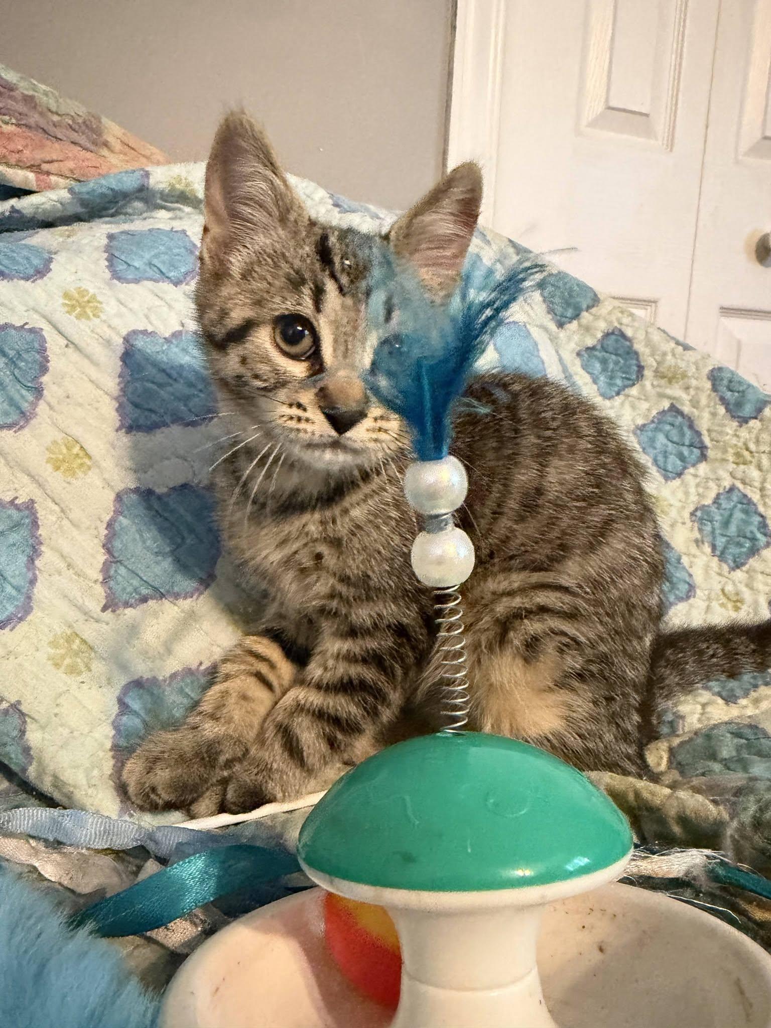 Ernie, an adopted Domestic Short Hair in Spencerville, ON image 3/5
