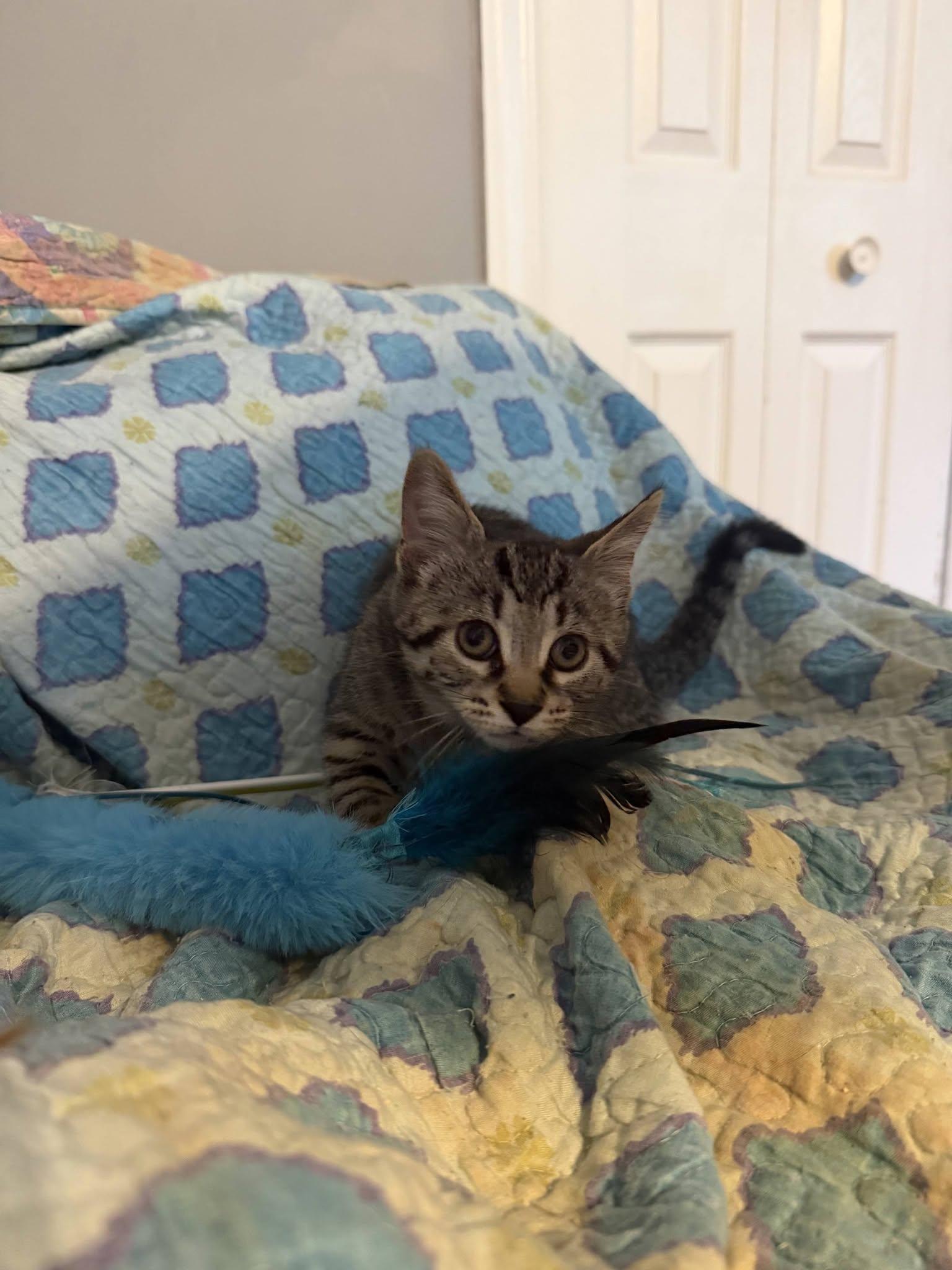 Ernie, adopted, Young Male Domestic Short Hair.